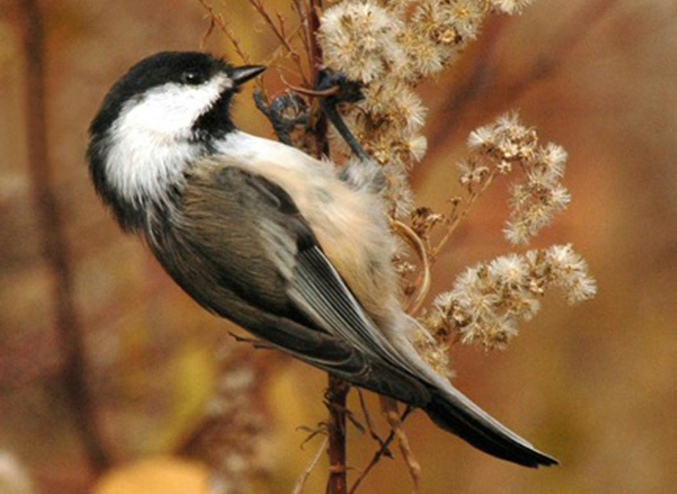 Photo by Jim Williams A chickadee doesnít mind foraging among plant seed heads, such as this goldenrod, for seeds or insect eggs when feeder foods arenít available.