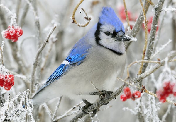 A blue jay conserves energy on a cold winter's day