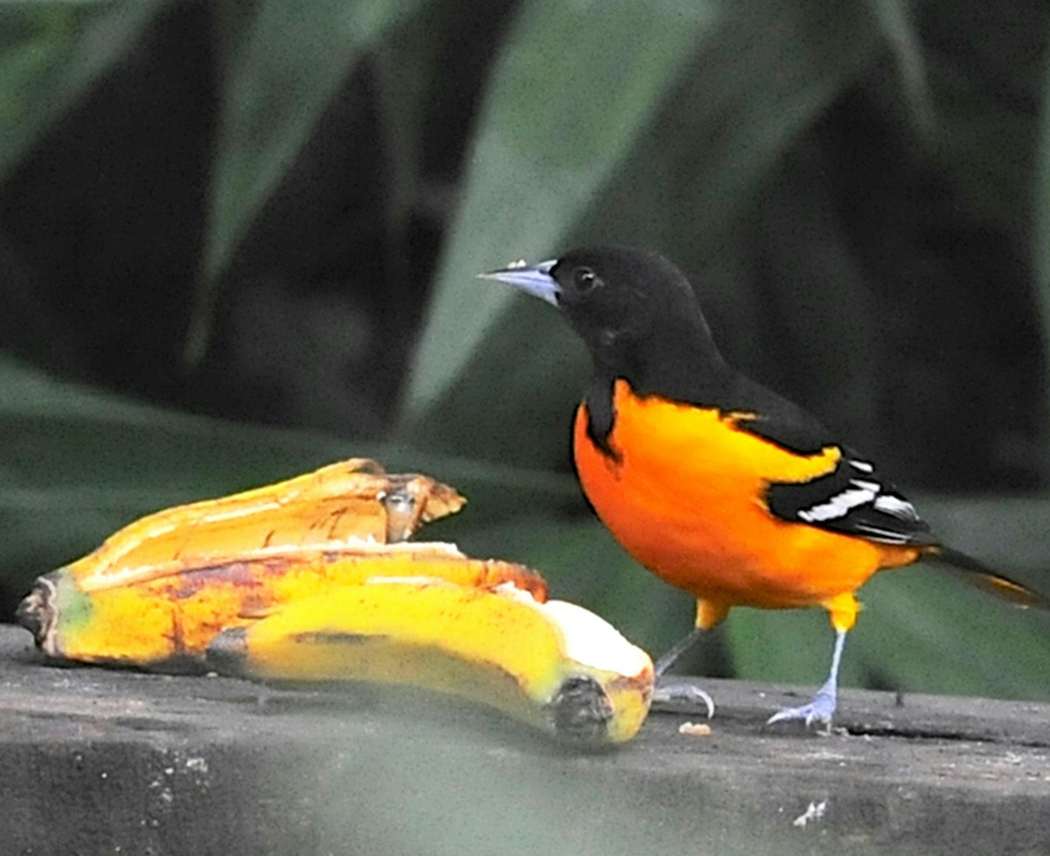 This male Baltimore Oriole was seen in Costa Rica in January, eating banana at a feeding station. Sometime in April the bird will respond to signals that tell it to return north for breeding. It is believed that the extent of daylight at a given time in a given place sets in motion a hormonal change that leads to breeding, beginning with migration. credit: Jim Williams, special to the Star Tribune