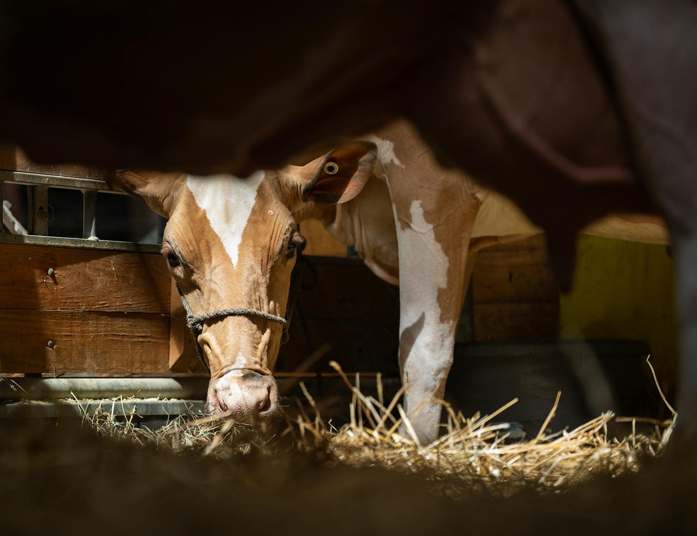 A cow eating hay at the state fair