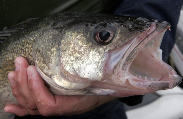 Lake of the Woods walleyes attract anglers from throughout the nation, But are too many of these fish being taken from the lake and its adjoining wate