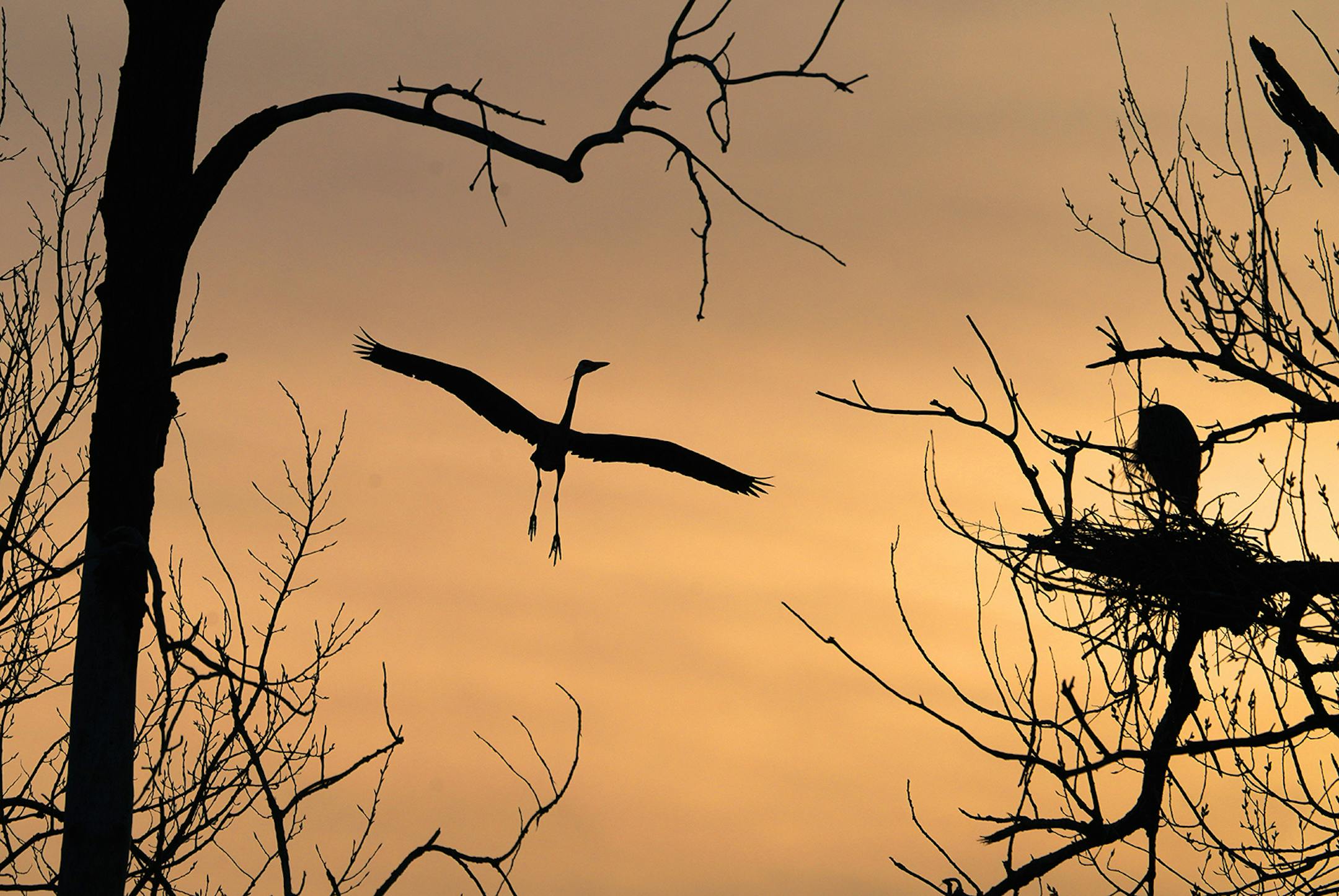 Every spring the Great Blue Herons return to their inner city rookery on two islands in the Mississippi River near Marshall Terrace Park. A sure sign of spring in Minnesota.