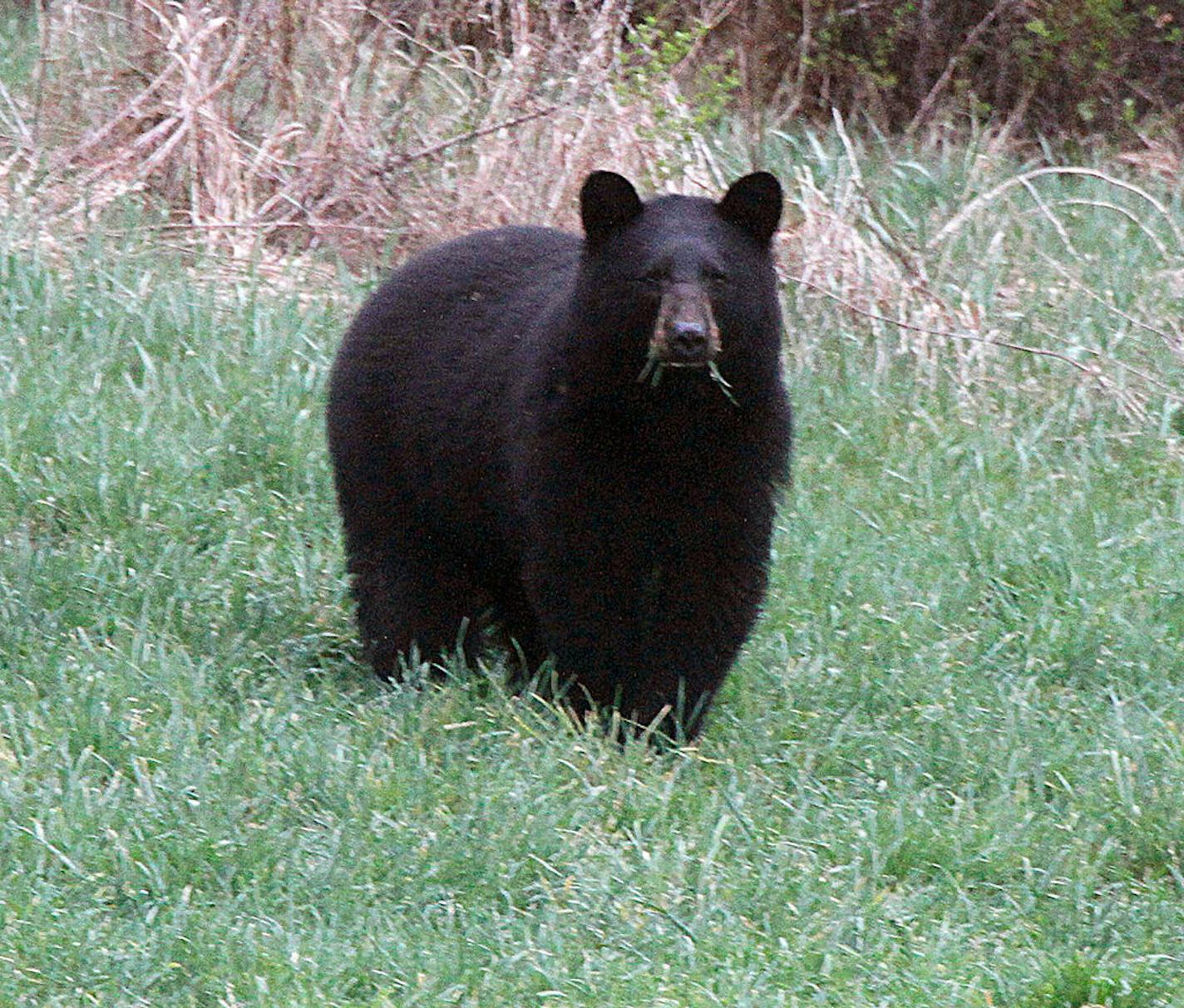 FILE - In this April 22, 2012 file photo, a black bear grazes in a field in Calais, Vt. A black bear attacked a 19-year-old staffer at a Colorado camp as he slept early Sunday, July 9, 2017. Black bears aren't usually aggressive but they recently attacked a woman in a popular hiking area in Idaho and killed two people in Alaska. (AP Photo/Toby Talbot/File)