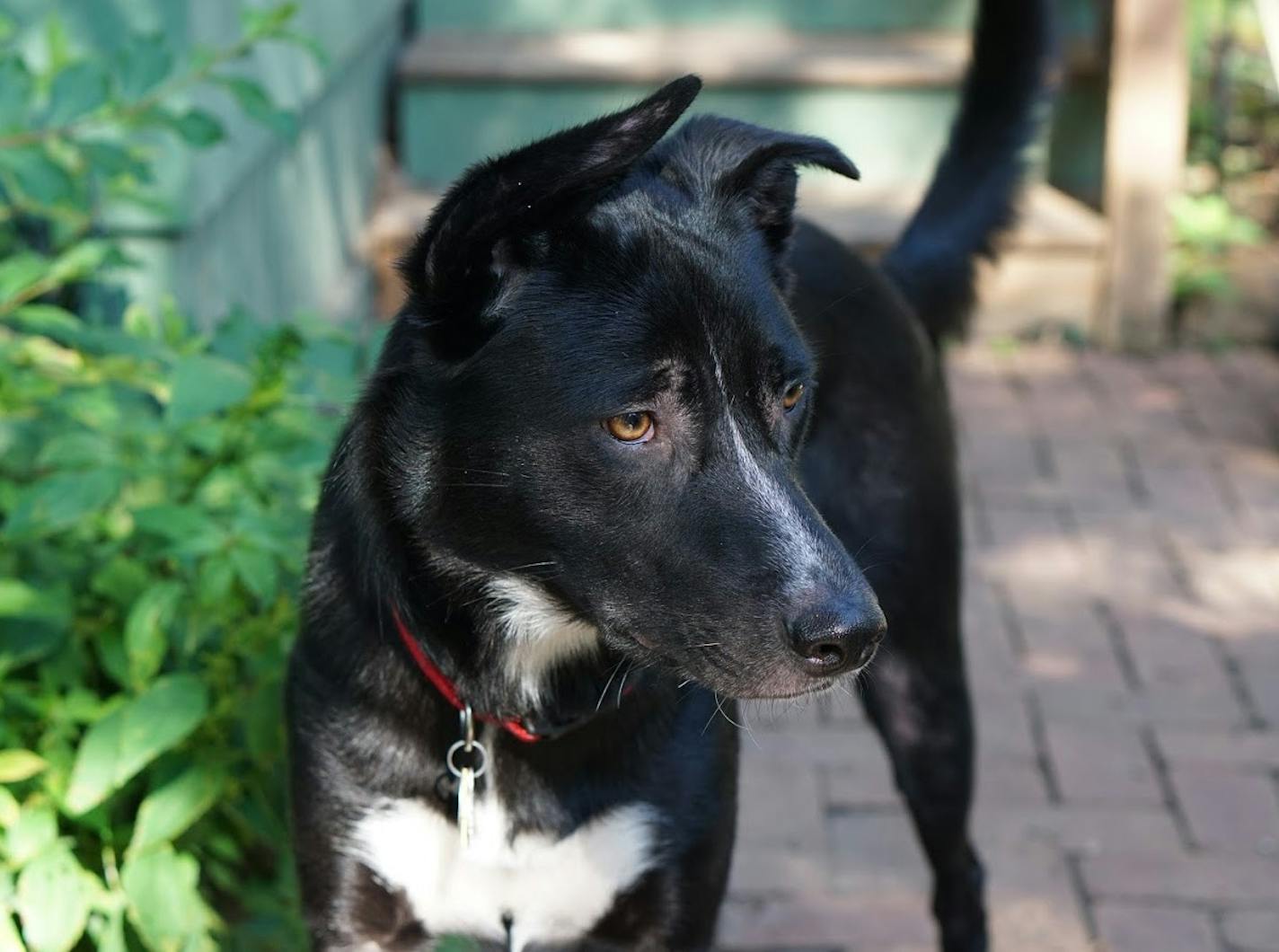 Now approaching his second birthday, Angus has calmed down and is learning to navigate what is, for him, a nervous life.