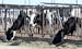 Dairy cows fed at a dairy farm in the southern part of Ontario, Calif., on Aug. 11.