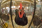 A Rhode Island Red rooster watched fairgoers pass his cage in Poultry Building. This one won a First Place and is (according to the tag on the cage) o