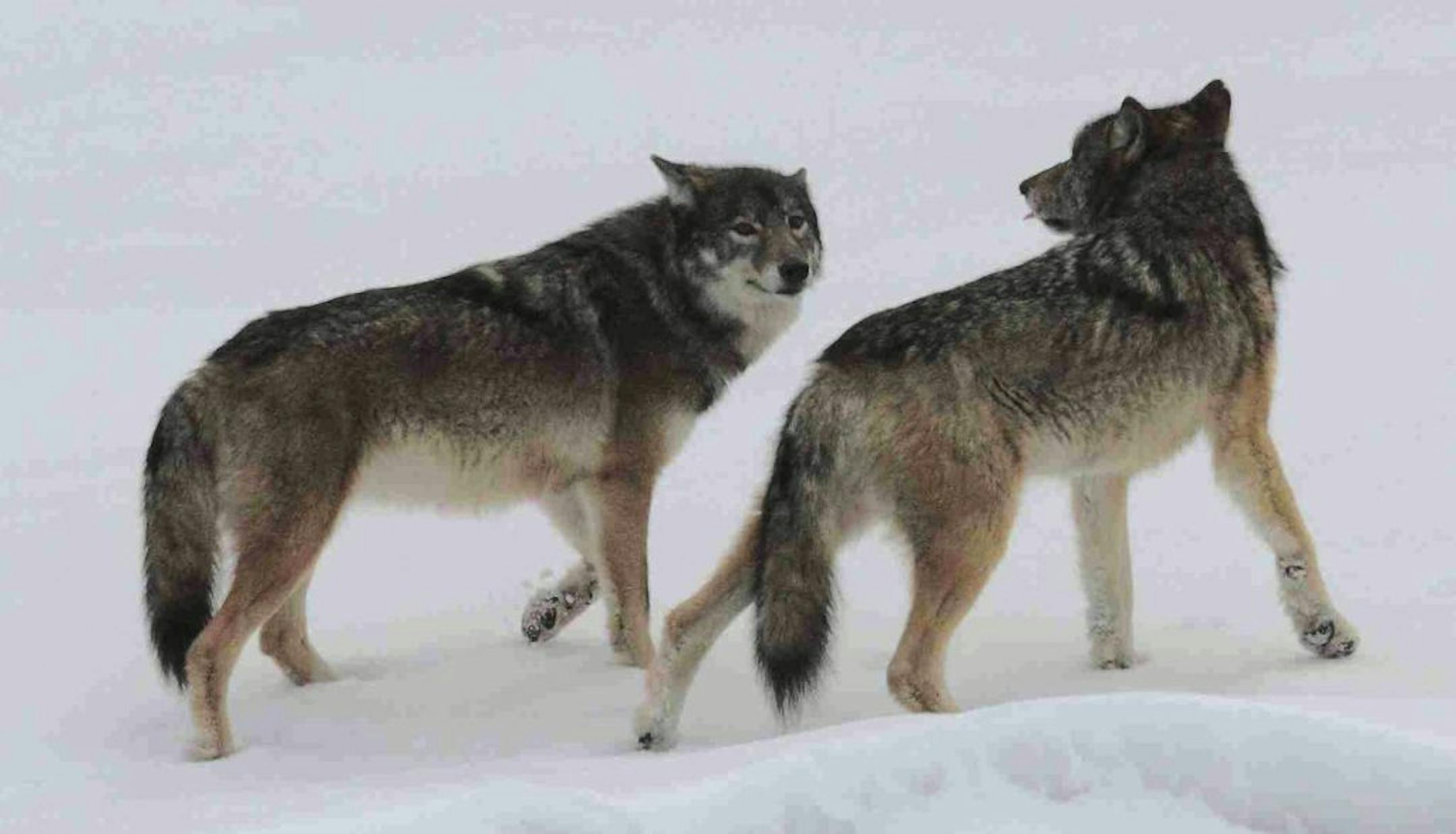 Photo courtesy of Rolf Peterson, Isle Royale wolf project. The new wolf pair at the west end of Isle Royale, female on the left.