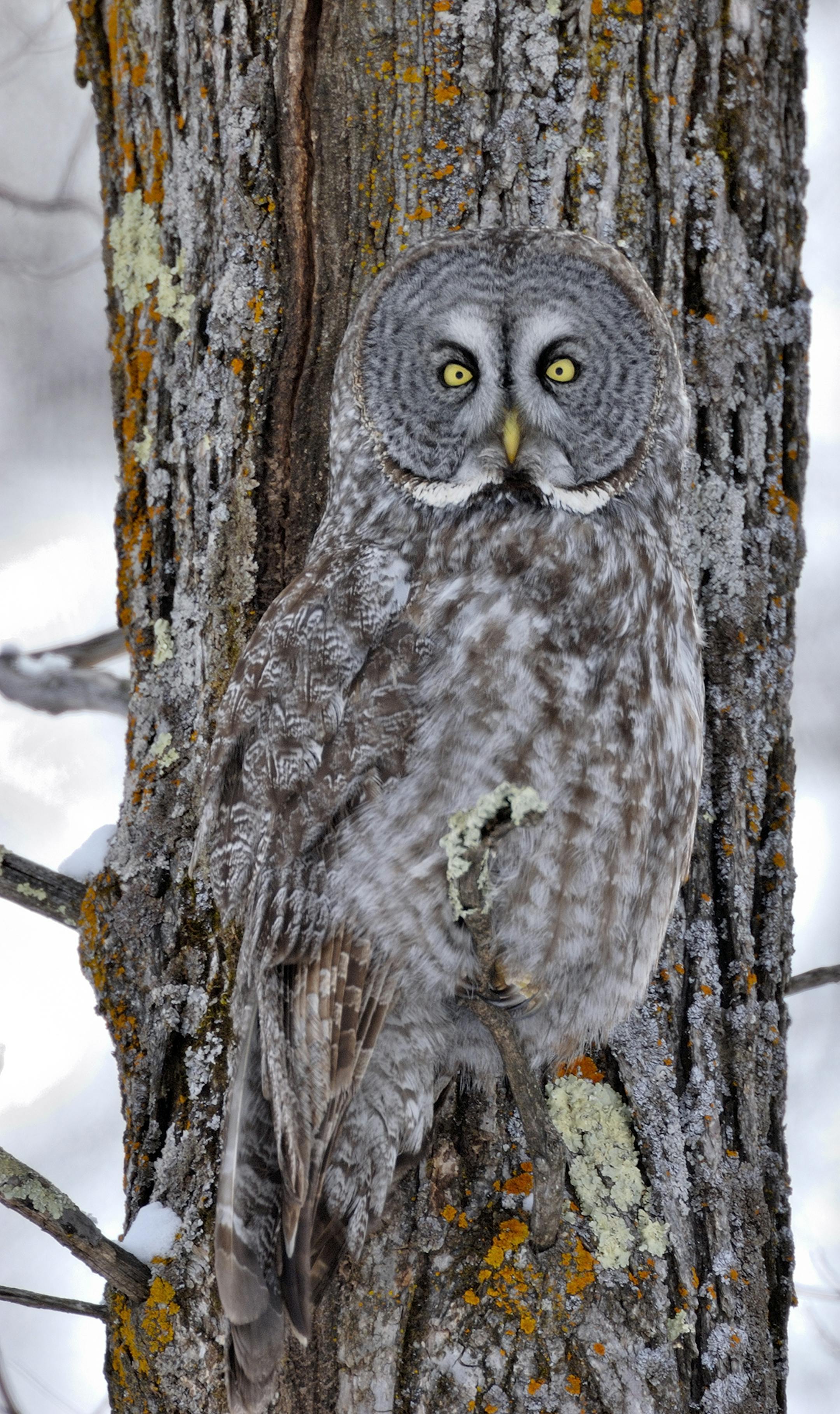 A great gray owl is well-camouflaged against the trunk of an ash tree. The big owls are well adapted to winter, their thick feathers providing them protection from the most severe cold. They feed primarily on voles and mice. A heavy crust on the snow's surface will hinder their ability to capture prey.