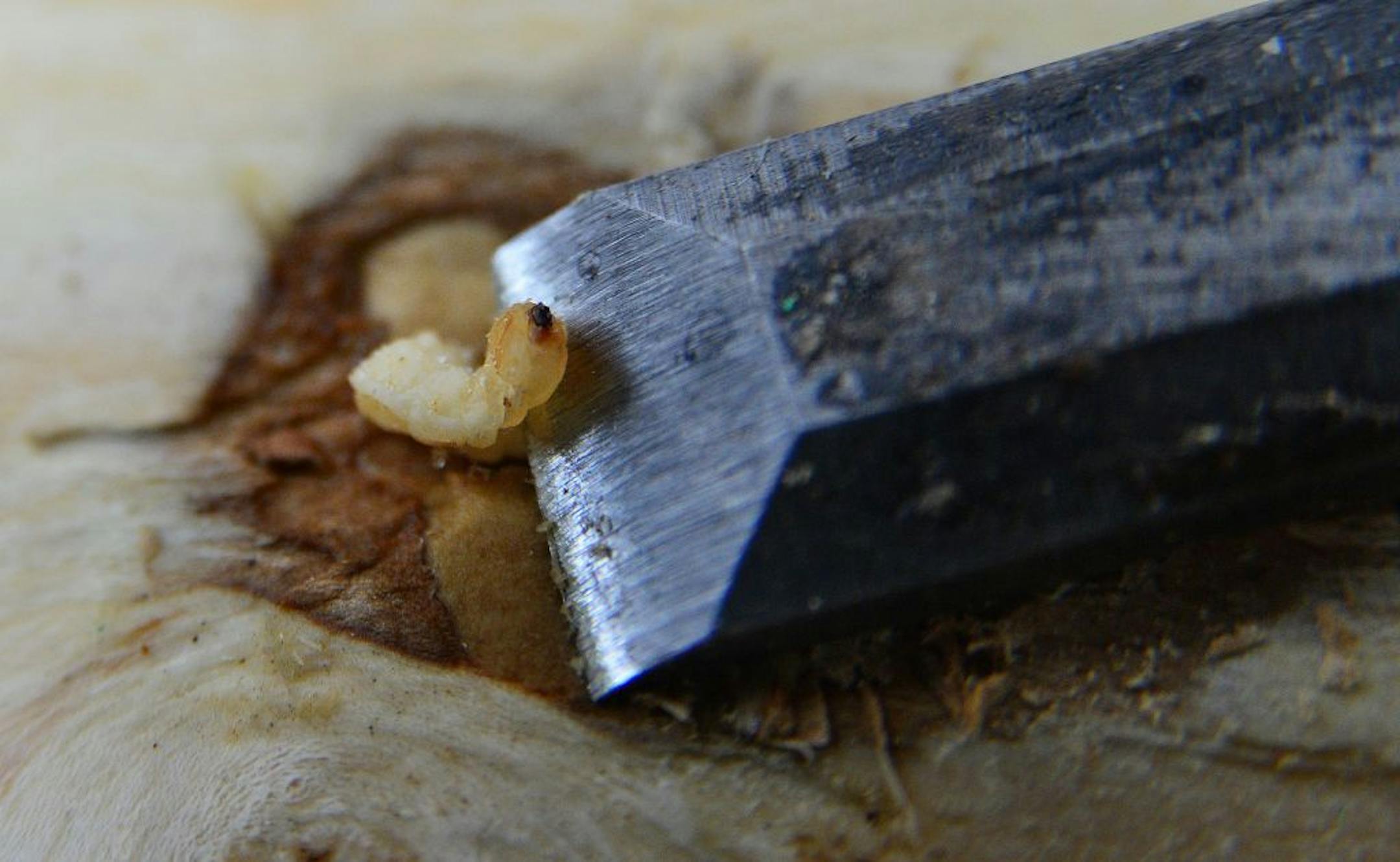 The U.S. Forest Service lab on the University of Minnesota's St. Paul campus is studying how cold affects the life cycle of the emerald ash borer. Here an entomology graduate student is scraping a section of ash tree to collect ash borer larvae.