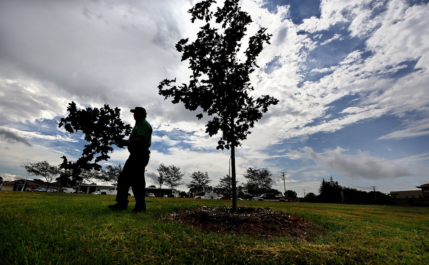 Northfield nursery owner and volunteer Leif Knecht recently tended to some of the trees along Highway 3 in Northfield that were planted as part of a program with MnDOT to dress up entry points into the small town. ] JIM GEHRZ &#xef; james.gehrz@startribune.com / Northfield, MN / September 17, 2015 / 10:00 AM BACKGROUND INFORMATION: Highway roadsides and exit ramps were scruffy, or worst yet bland, and they signaled to motorists: Keep driving. Realizing those stretches of road are the first and s