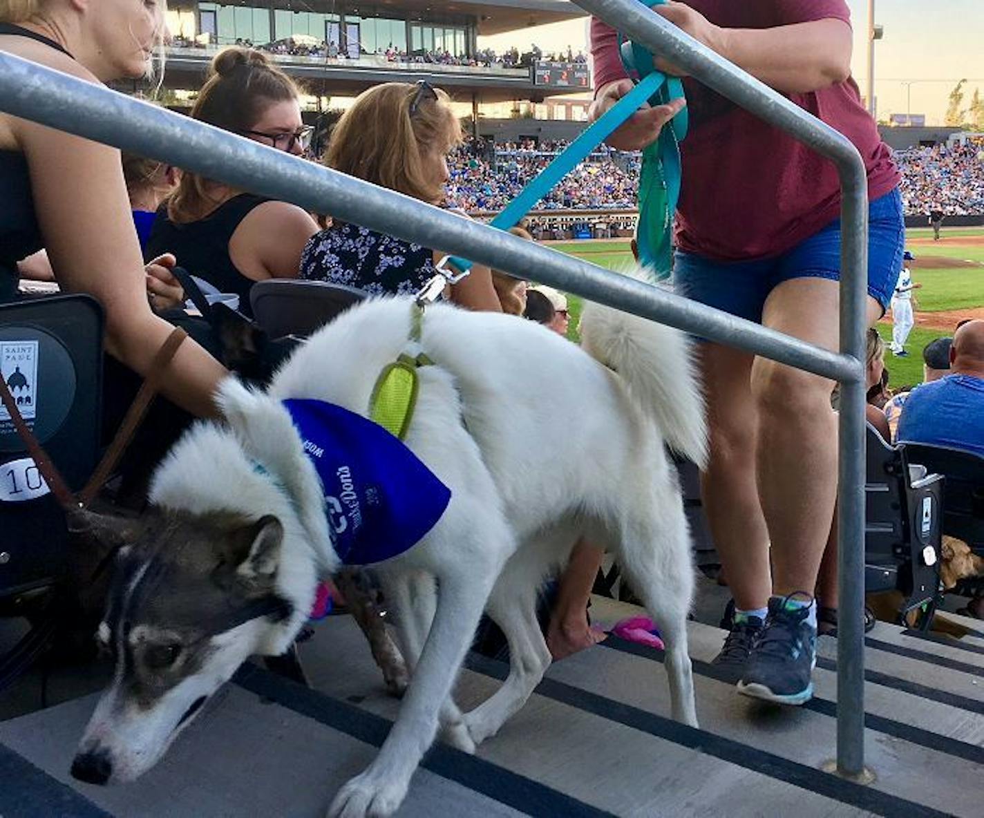 There were plenty of smells everywhere for four-legged baseball finds to find at CHS Field in St. Paul.