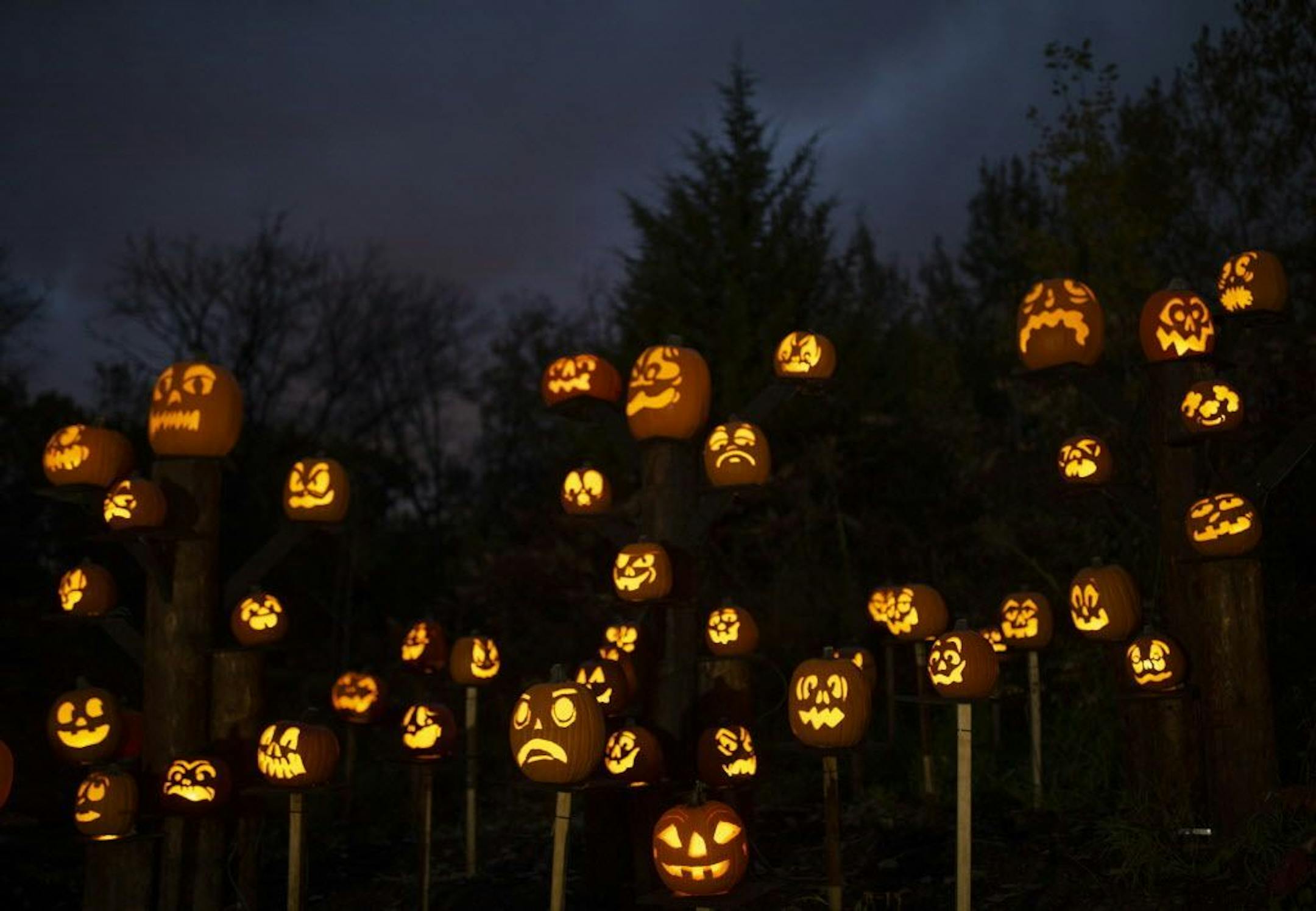 A few dozen of the thousands of carved pumpkins along the 1/4 mile trail at the Minnesota Zoo.