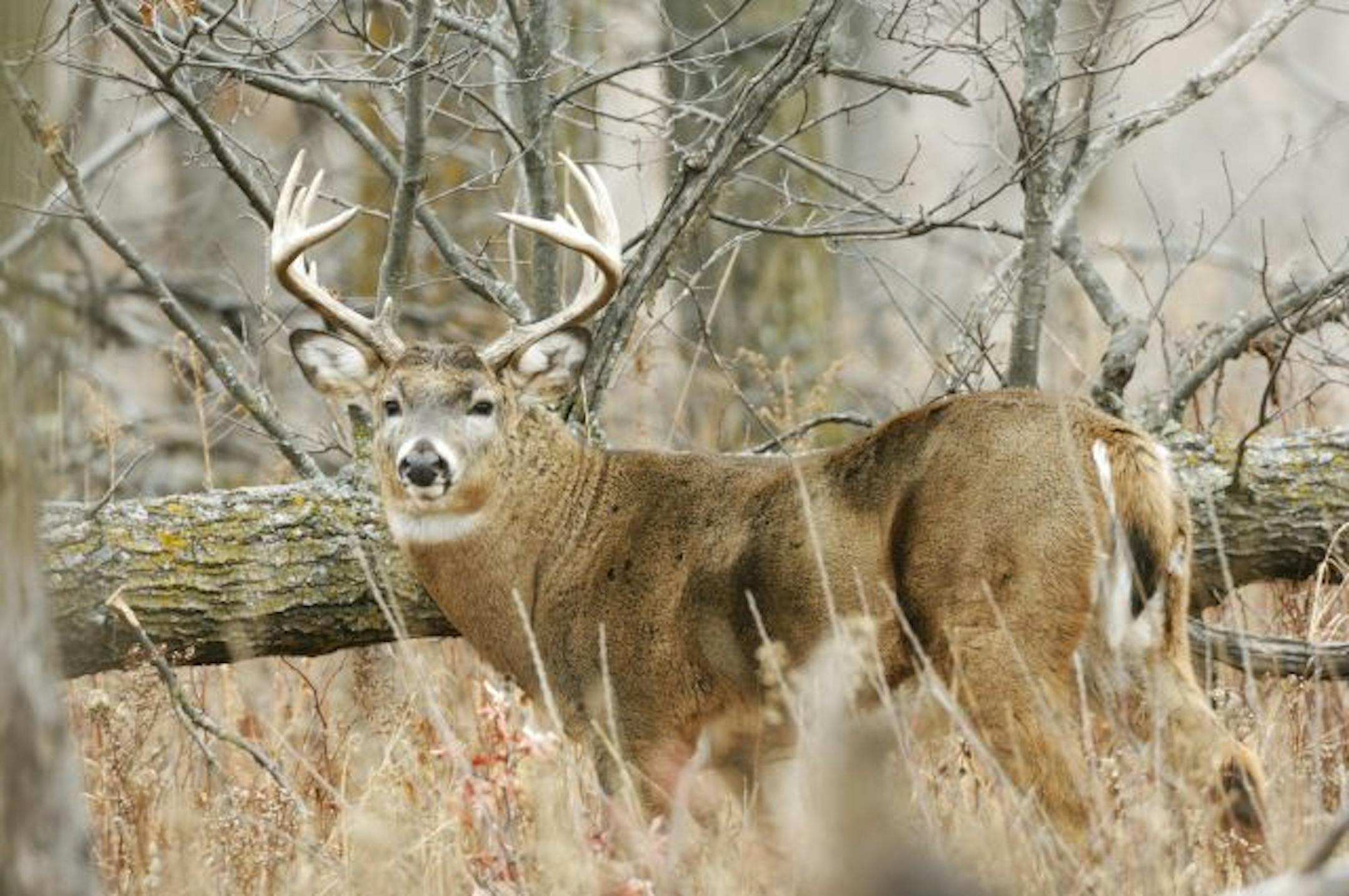 Whitetail buck