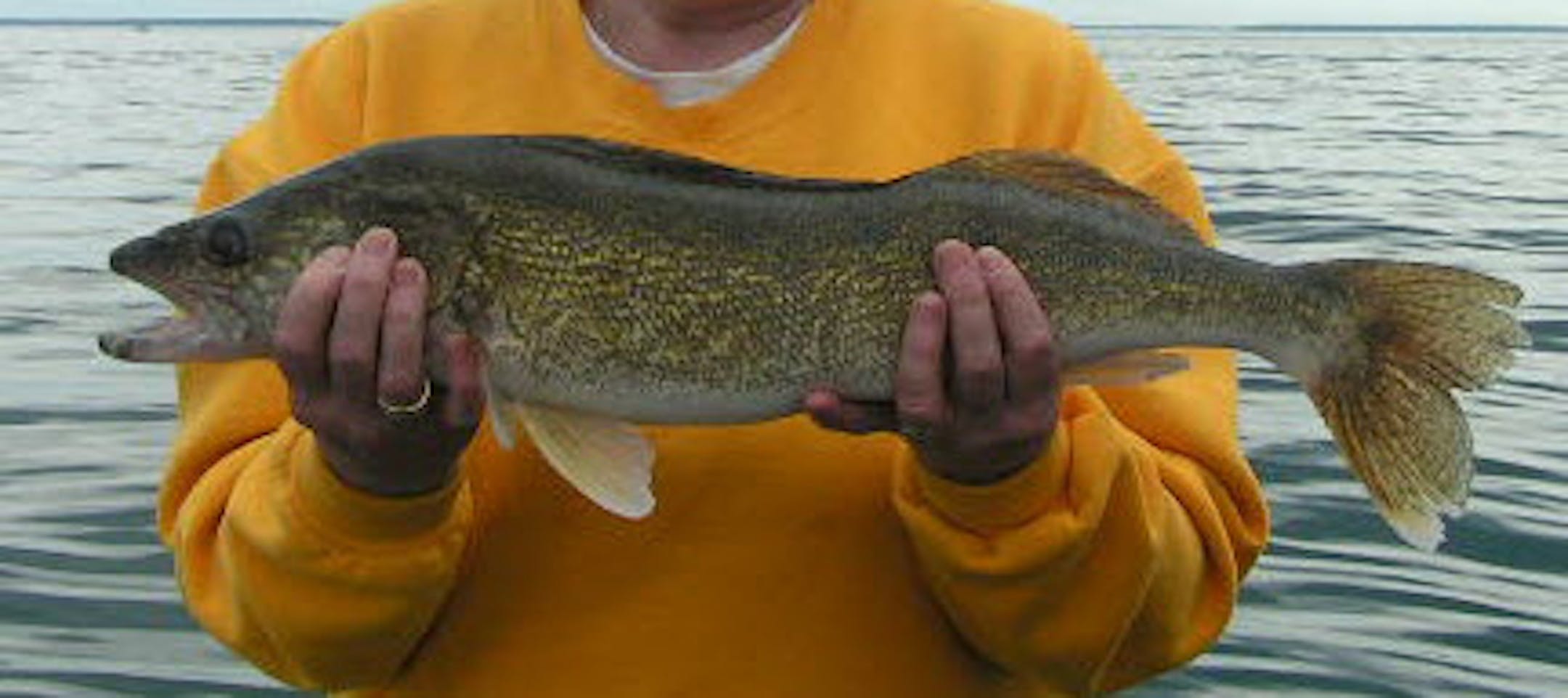A Leech Lake walleye.