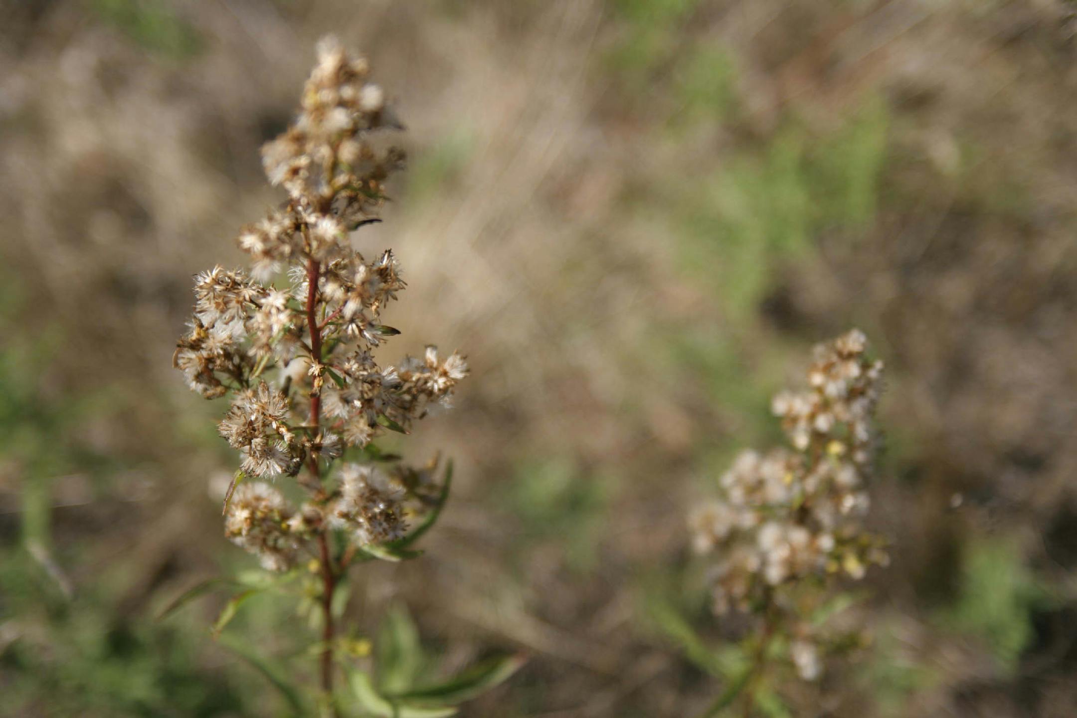 Fireweed is native to the Anoka County sand dunes, but it tends to colonize areas that have had some sort of disturbance, man-made, such as overgrazing, or natural, such as drought or fire. PHOTO BY MARIA BACA