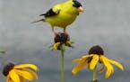Photo credit: Photo by Jim Martin ONE TIME USE ONLY
Caption: A male goldfinch closes in on a seed feast.