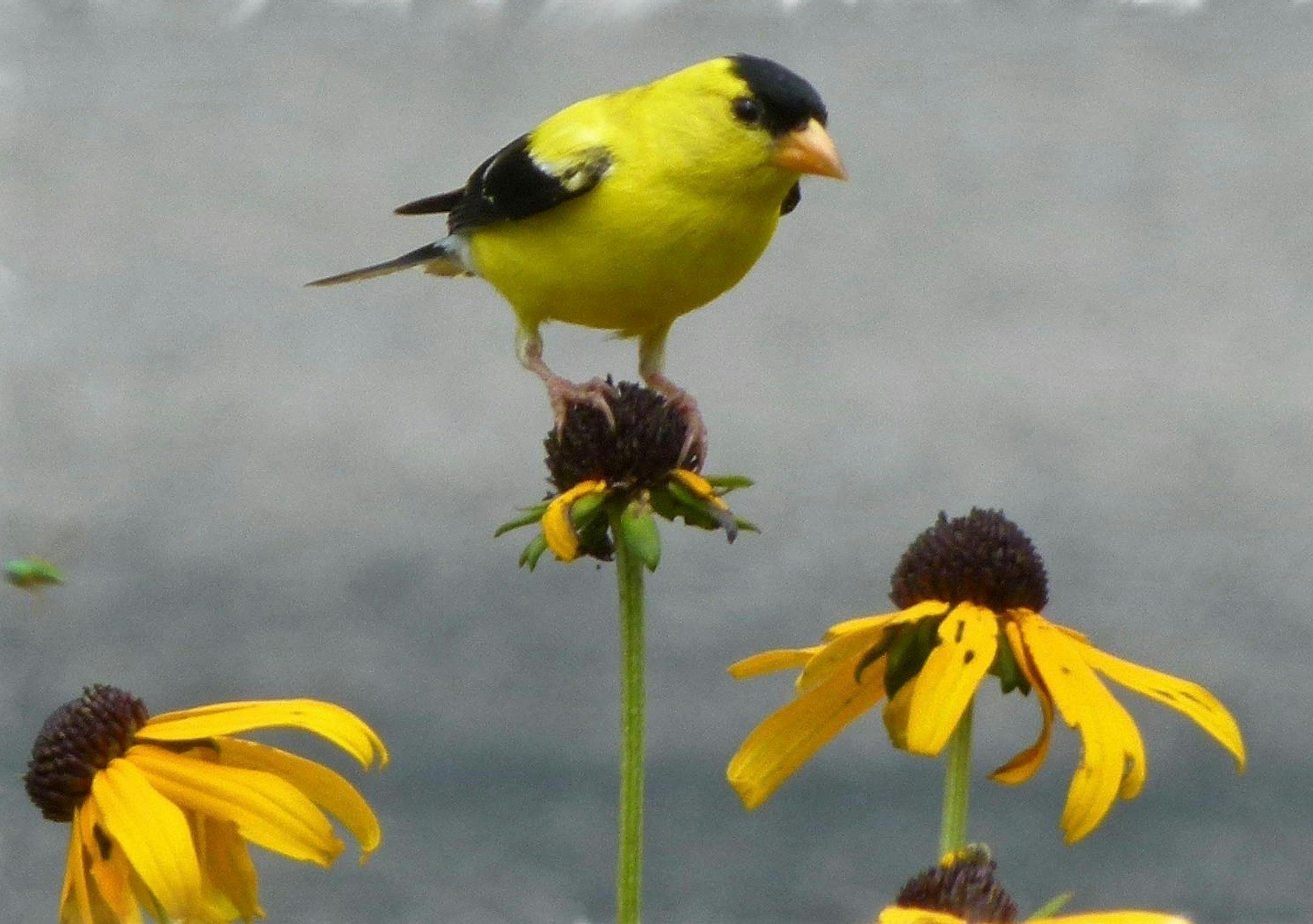 Photo credit: Photo by Jim Martin ONE TIME USE ONLY
Caption: A male goldfinch closes in on a seed feast.