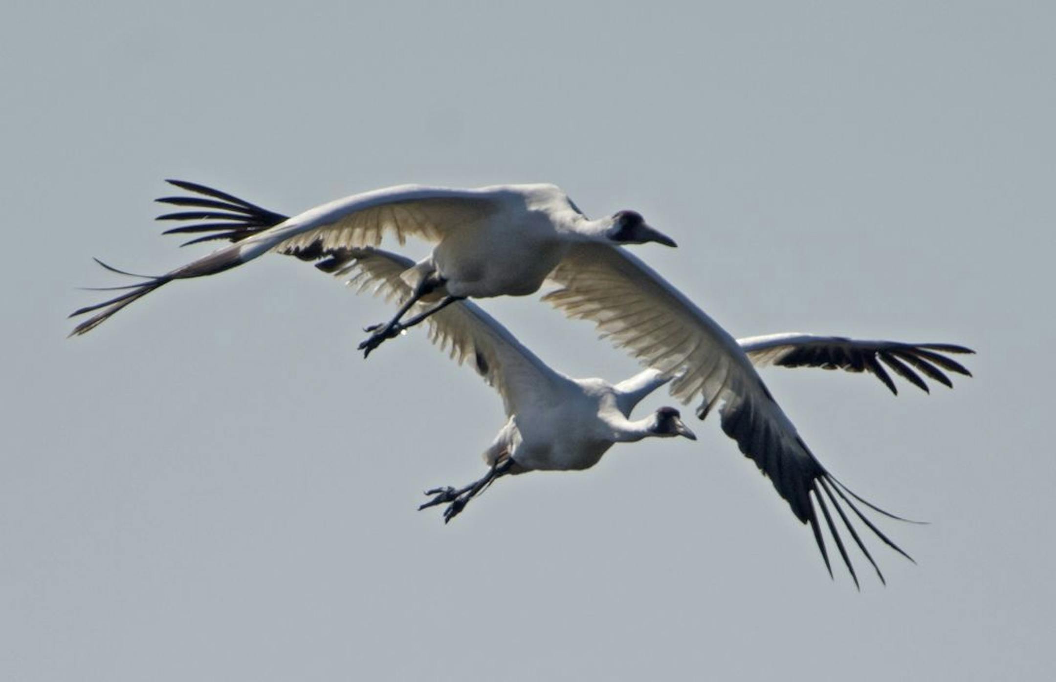 Two endangered Whooping Cranes fly over the Paynes Prairie Wildlife Refuge near Gainesville, Fla., Friday, March 15, 2013 as they look for food sources in the wetlands. The cranes stand almost 5ft tall and have a wingspan of 7 1/2 ft. Whooping Cranes feed on fish, insects, reptiles and amphibians, crustaceans as well as grains, marsh plants and acorns.