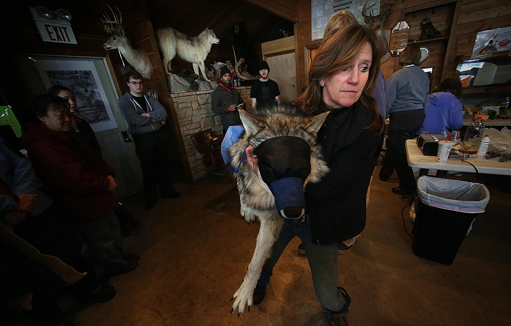 Peggy Callahan and others carried Vlad, a 120 lb male gray wolf, to a holding area after the procedure. ]JIM GEHRZ &#x201a;&#xc4;&#xa2; jgehrz@startribune.com / Columbus, MN / February1, 2014 / 9:30 AM / BACKGROUND INFORMATION: Researchers at the Wildlife Science Center in Columbus, and visiting scientists from the St. Louis Zoo and the Mexican Grey Wolf Recovery, will be collecting semen from several wolves. The wolves will be captured and taken to a examination room at the science center, wher
