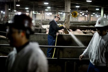 The JBS pork processing facility in Worthington, Minn., the nation's third-largest and shown here in a file photo, is running at full strength. The pl