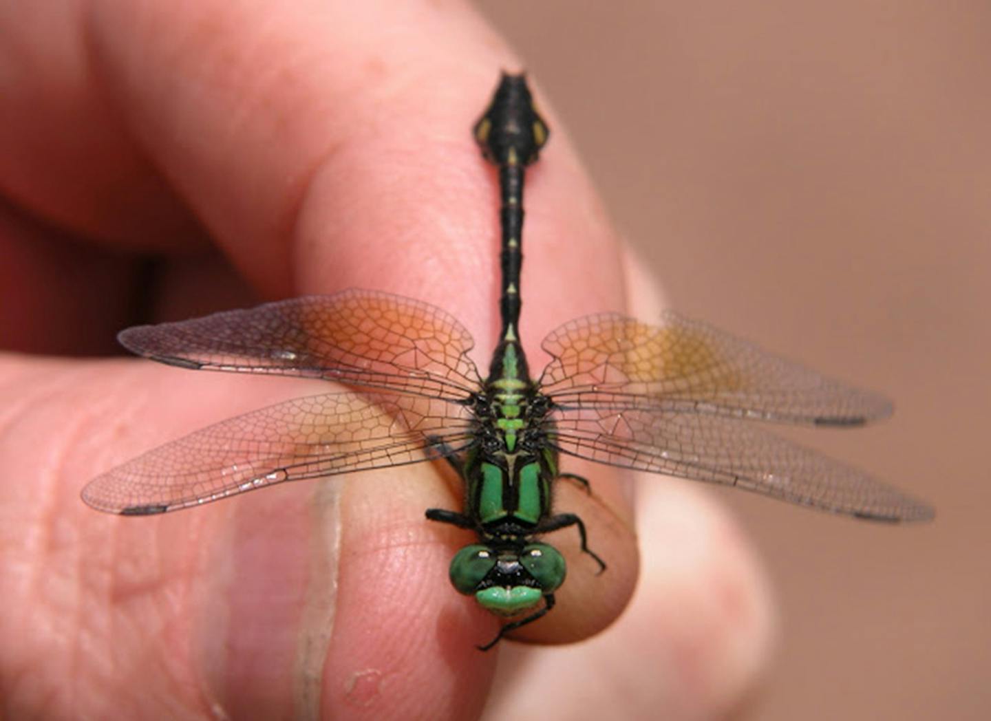 Pygmy Snaketail