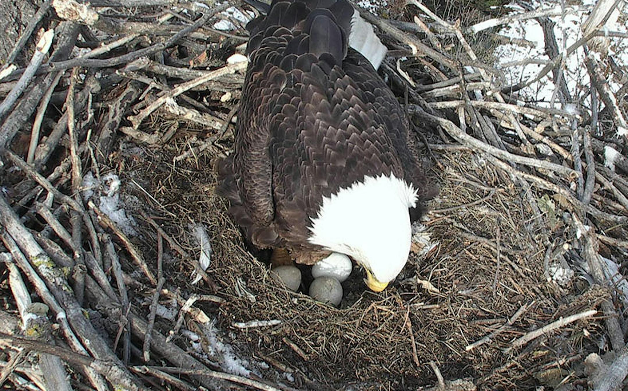 This is a still photo taken from a Minnesota DNR live video camera of a Twin Cities eagle nest.