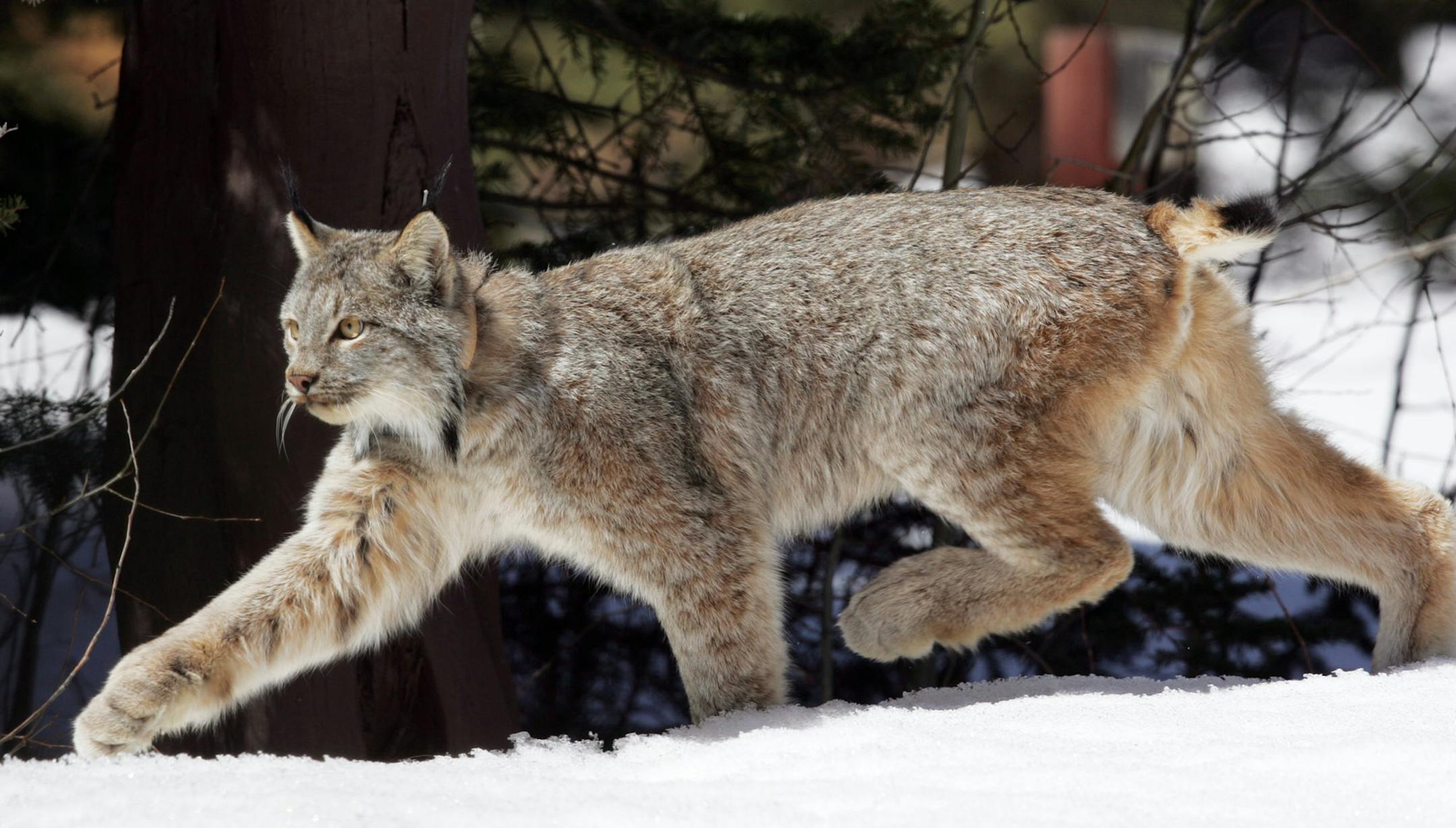 A Canada lynx in Colorado.