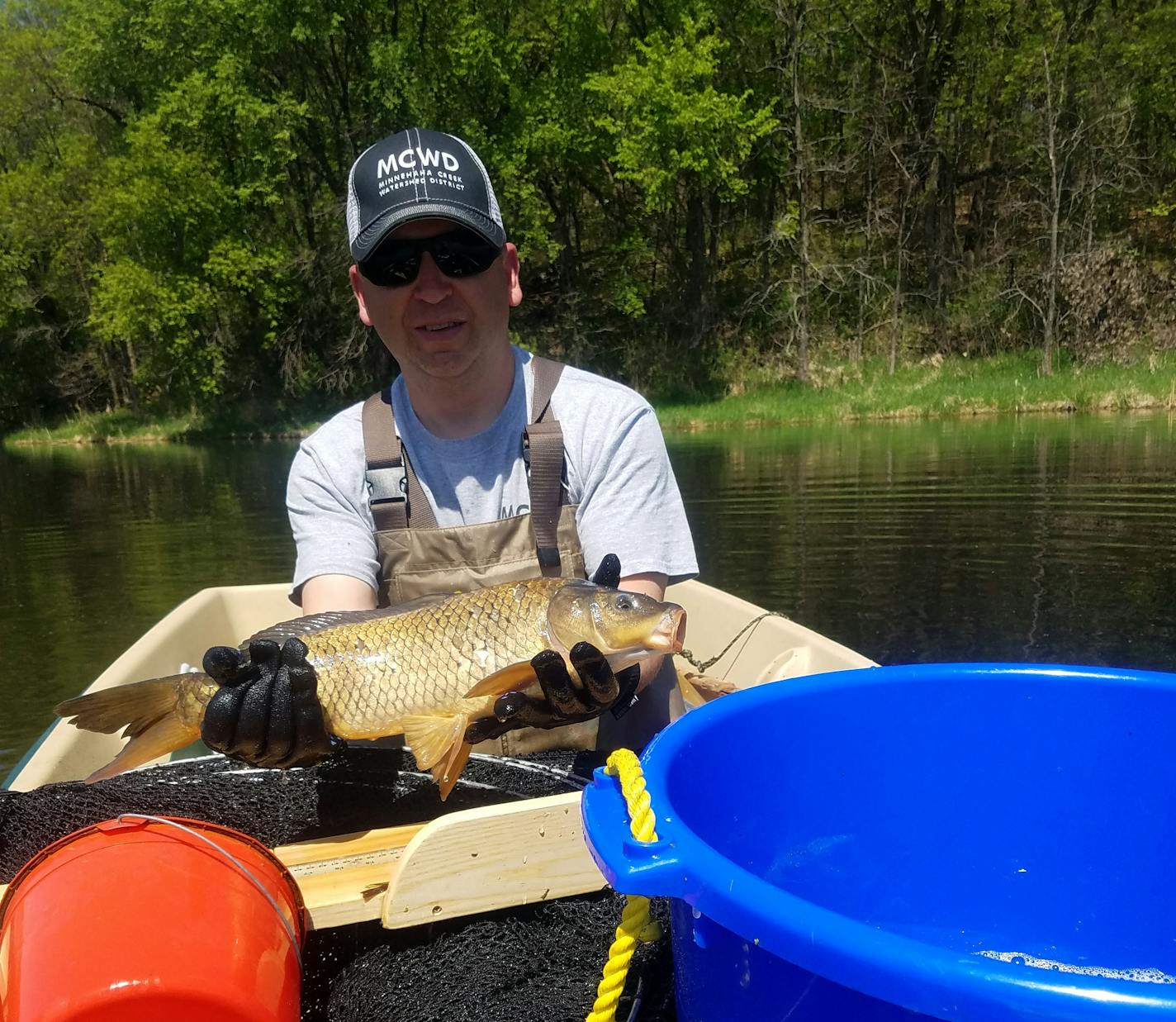 Eric Fieldseth measuring carp.