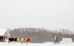 Tucker Gretebeck and a couple of his dairy cows on his farm near Cashton, Wis.