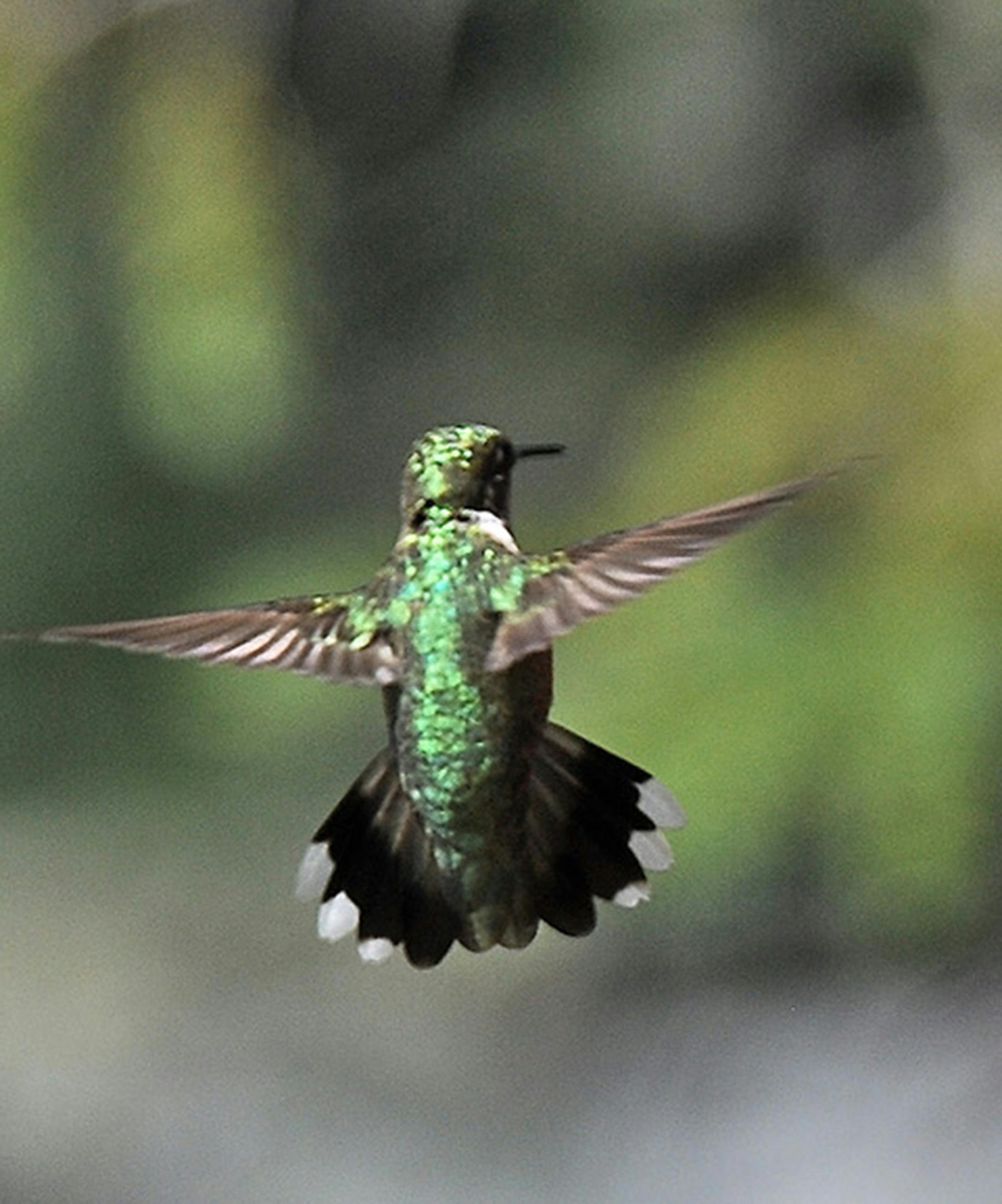 Ruby-throated hummingbird, tail view. Jim Williams photo