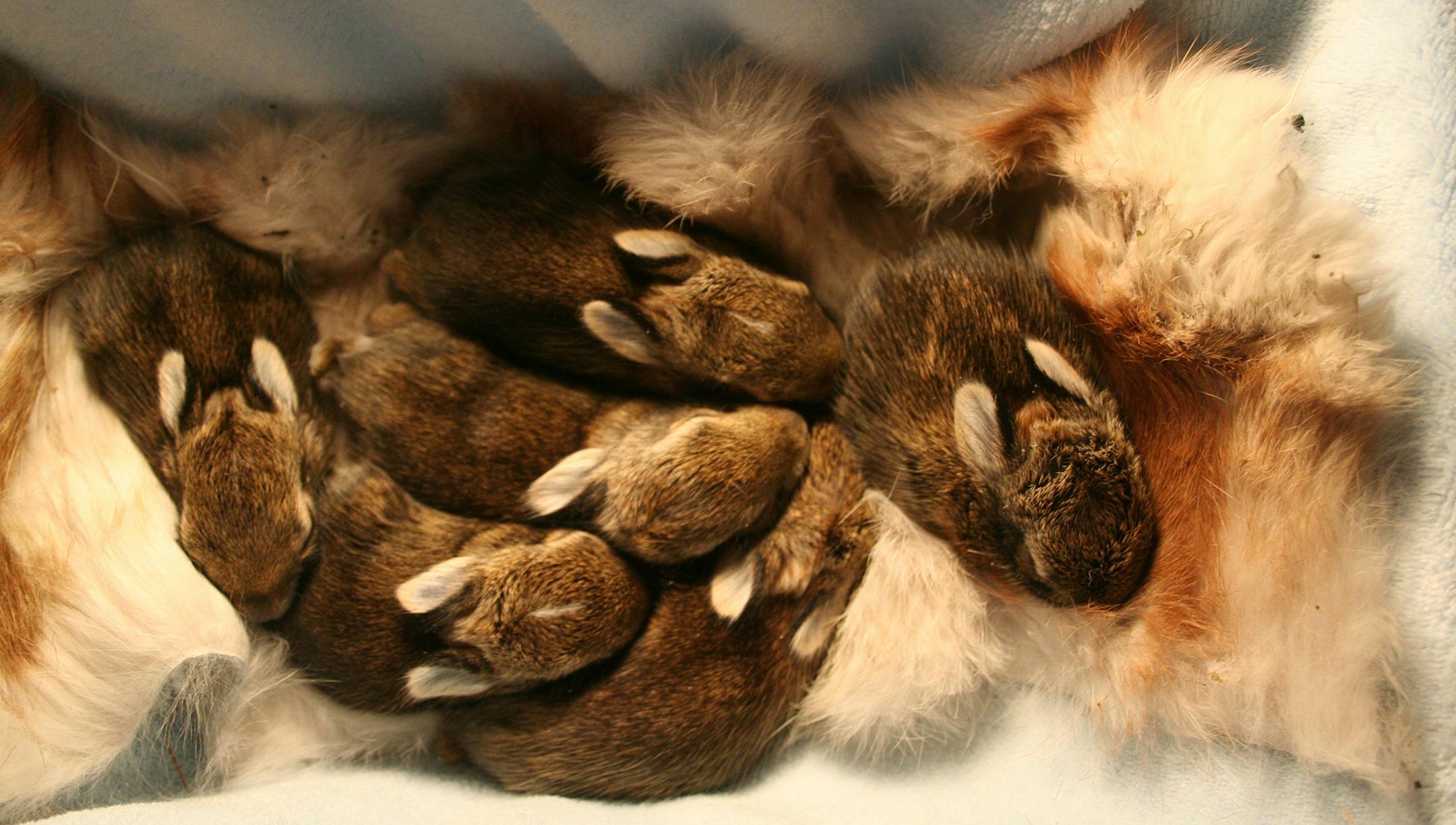 Provided photo In an unusal recycling effort, members of the local Animal Rights Coalition accept cast-off fur coats and collars from around the country and use the pelts to comfort animals in rehab facilities. Here, baby rabbits snuggle up to a recycled fox pelt.
