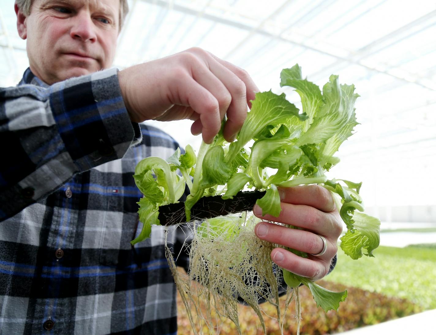 Jay Johnson, Revol Greens president and partner, with greens at the company's Medford, Minn., indoor growing facility.