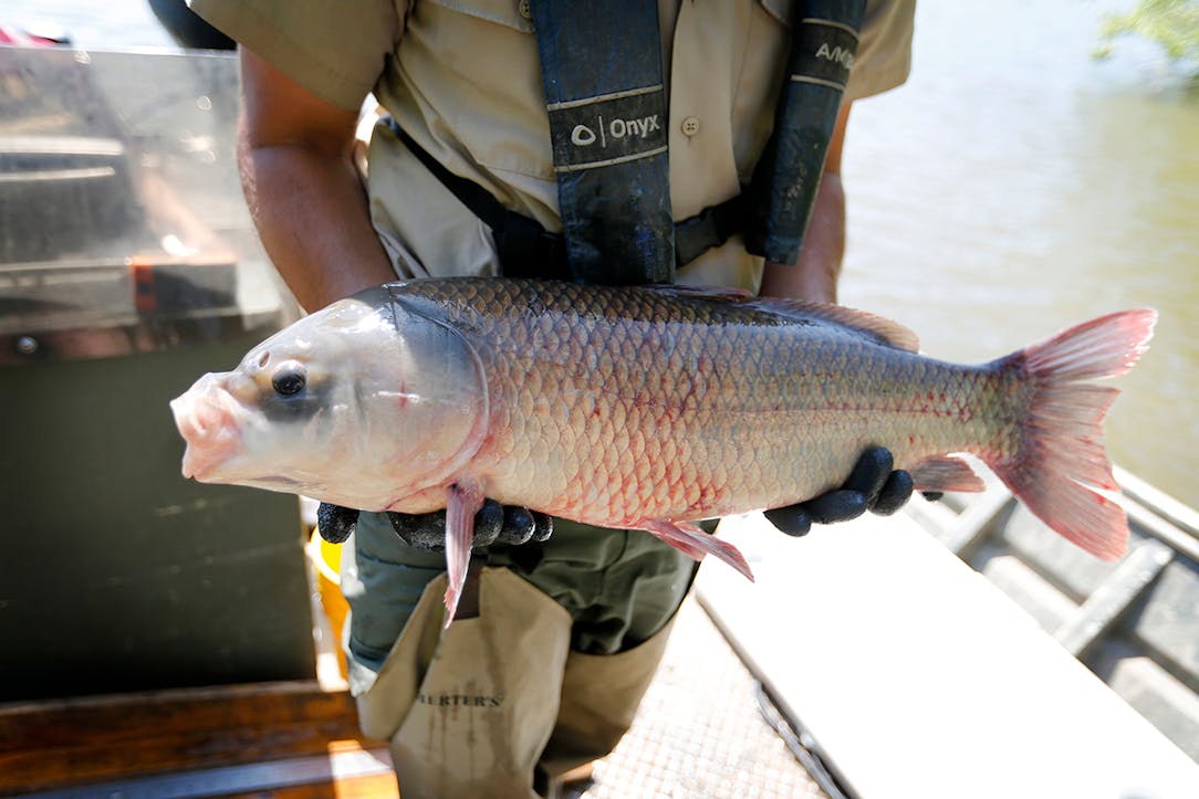 DNR spying on native river fish to watch their habits