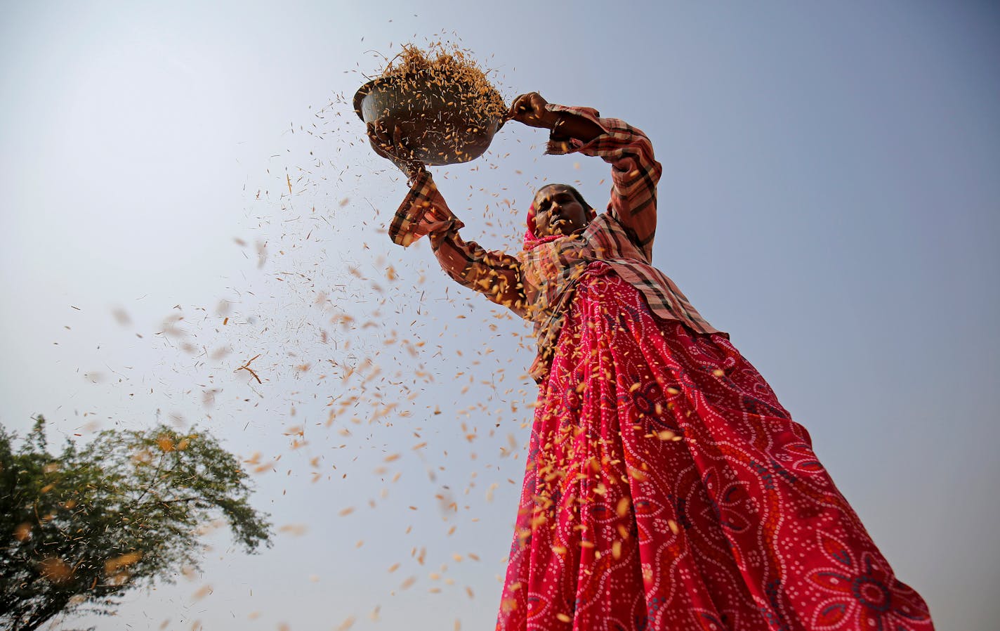 A woman winnows rice in a field on the outskirts of Ahmedabad, India November 10, 2017. REUTERS/Amit Dave TPX IMAGES OF THE DAY - RC1F9C1E3450