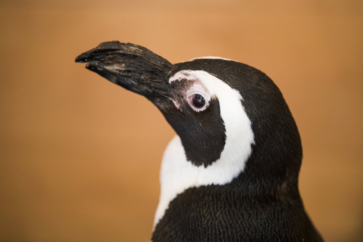 Cupid, a 27-year-old male South African penguin, makes an appearance at an event for St. Mary's Health Clinics held at Como Zoo.