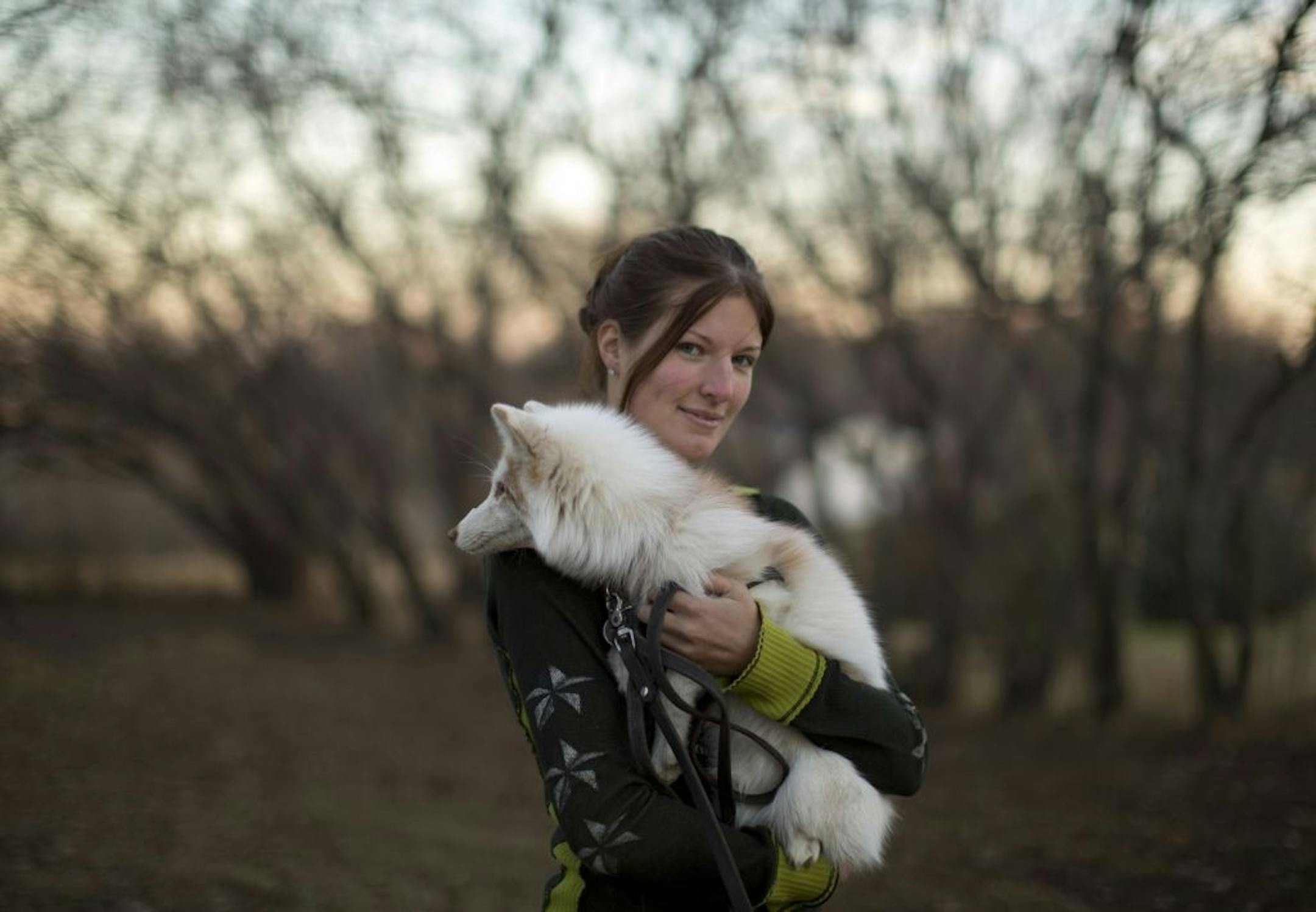 An pet arctic fox on the lam has twice fooled Hastings police into thinking the pet was a stray white dog. "He outfoxed us twice," said Police Chief Paul Schnell. The sly fox is owned by Natalie Crusan, 22, who lives on a farm outside of town and raised the fox since it was six weeks old. Natalie Crusan's and her eight month-old pet fox, Vixie, at home on her farm outside of Hastings, Minn. Tuesday evening, November 20, 2012.