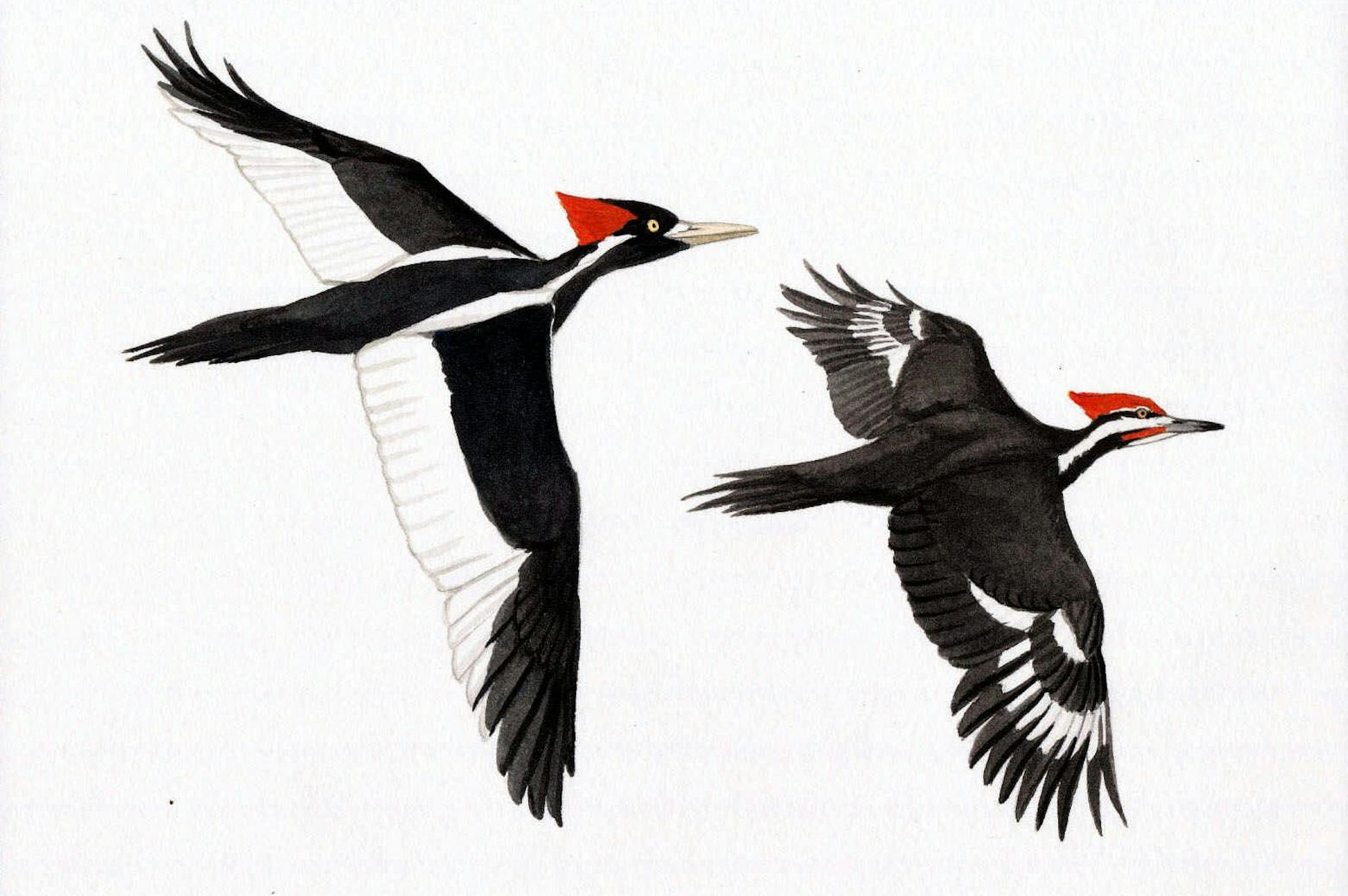 (NNS2-JUL14) The ivory-billed woodpecker (l.) is either extinct or extremely rare. It's a few inches longer and whiter in the wings than the pileated woodpecker (r.), a common woodlands bird. SEE ``RARE-BIRD'' (Newhouse), transmitted Friday, July 14, 2000. (Photo illustration courtesy of Julie Zickefoose/Indigo Hill Arts)