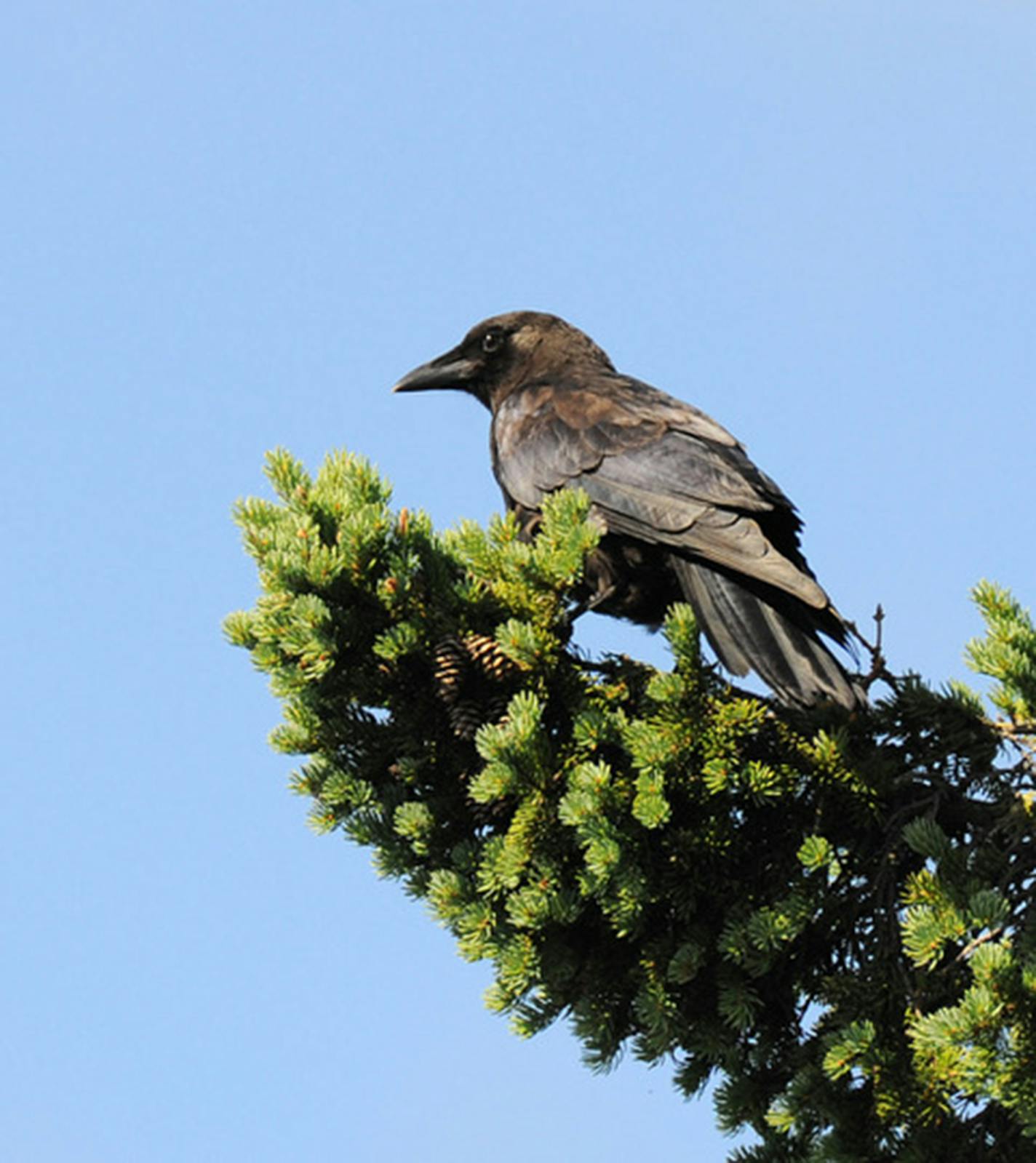 A crow perches in an evergreen tree, monitoring its territory.