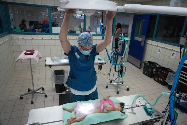 Veterinarian technician Jen Charewicz preps a patient for a spay in the surgical suite at the Animal Humane Society in Golden Valley, Minn., on Wednes