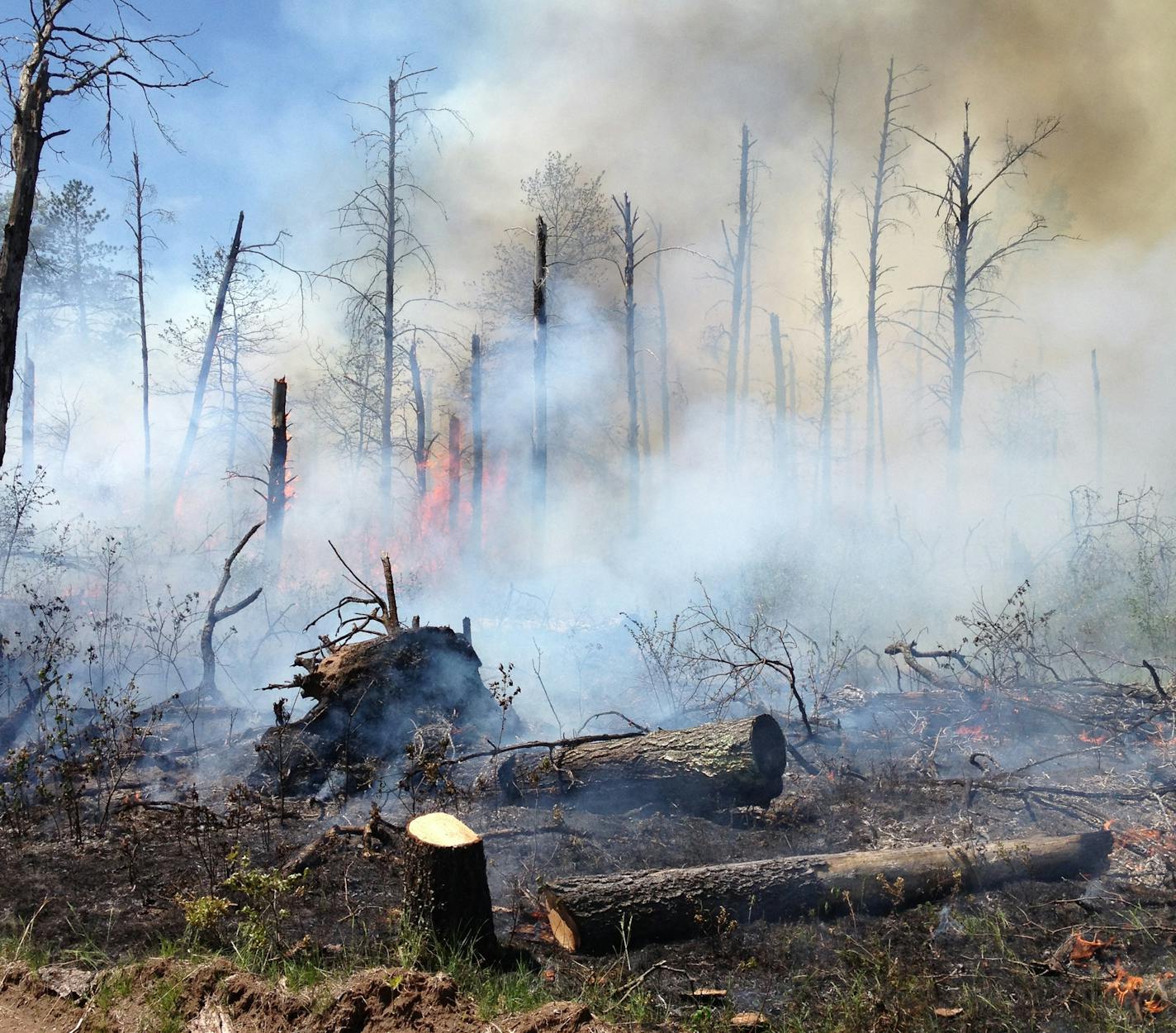 Hundreds of trees are dead but still standing. The winds were so fierce that some trees bent all the way over with out breaking but died from the stress. This picture shows a burn out from about 3 weeks ago.] St. Croix State Park is in the process of recovery of 13,000 acres of trees that were blown down, along with many buildings at the park. Mother Nature is healing itself after 3 years, the DNR is both helping that process -- and not helping it, as the case may be.They are still clearing out