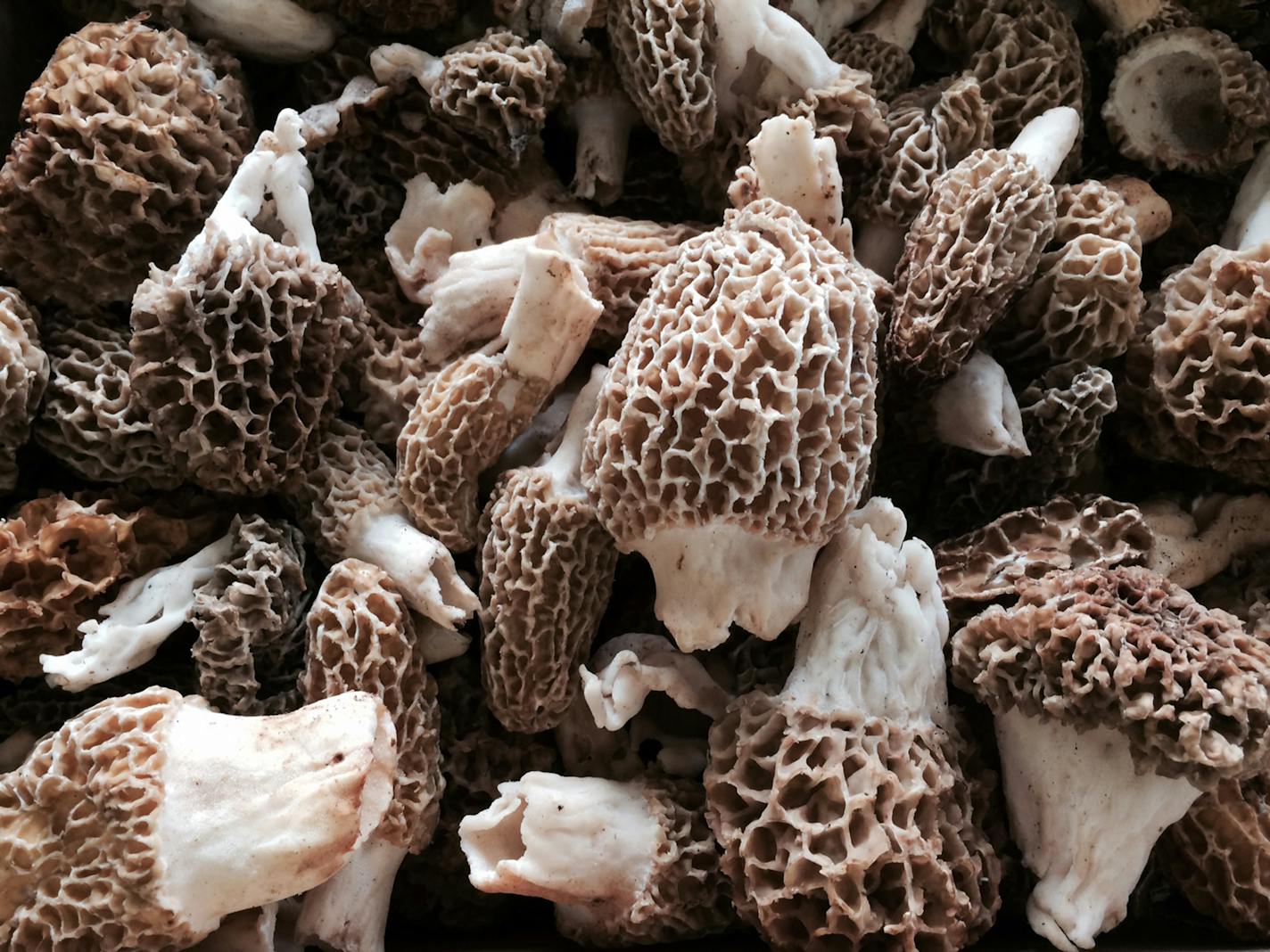 Morel mushrooms