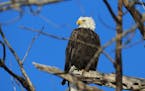 A bald eagle scans its surroundings on the Mississippi River, near Lock and Dam No. 1, after temps dropped into the single digits overnight and seen T