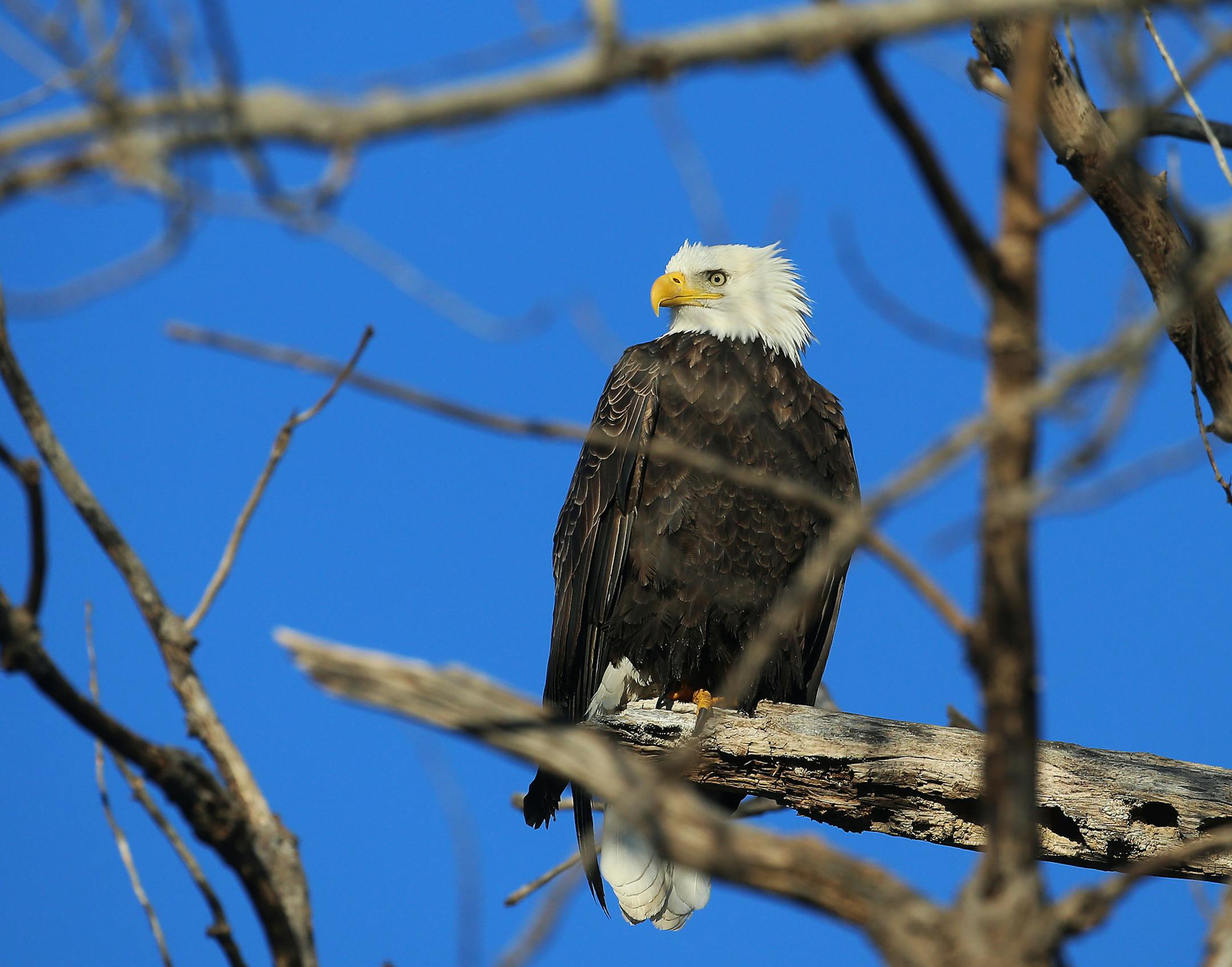 A bald eagle scans its surroundings on the Mississippi River, near Lock and Dam No. 1, after temps dropped into the single digits overnight and seen Tuesday, Nov. 13, 2018, in Minneapolis, MN.] DAVID JOLES &#x2022; david.joles@startribune.com B3 standalone