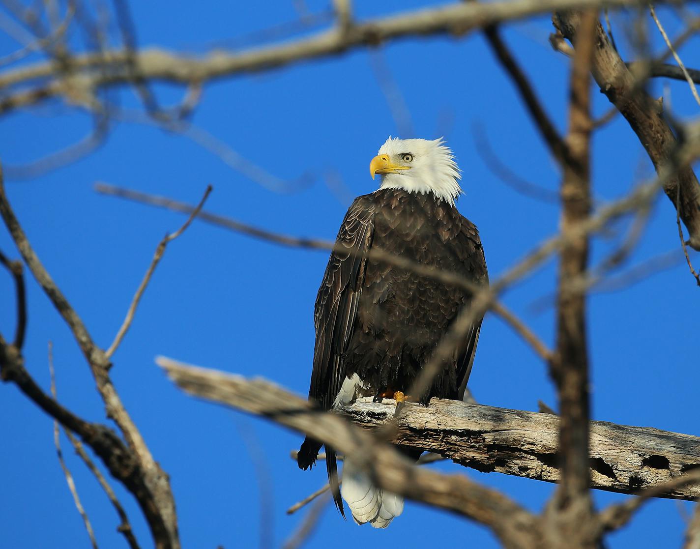 A bald eagle scans its surroundings on the Mississippi River, near Lock and Dam No. 1, after temps dropped into the single digits overnight and seen Tuesday, Nov. 13, 2018, in Minneapolis, MN.] DAVID JOLES &#x2022; david.joles@startribune.com B3 standalone