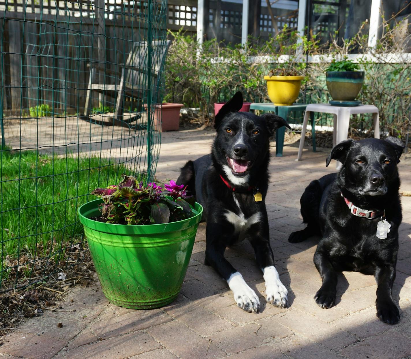 Angus and Rosie have reduced our entire yard to mud, except for the little fenced-in grassy area.