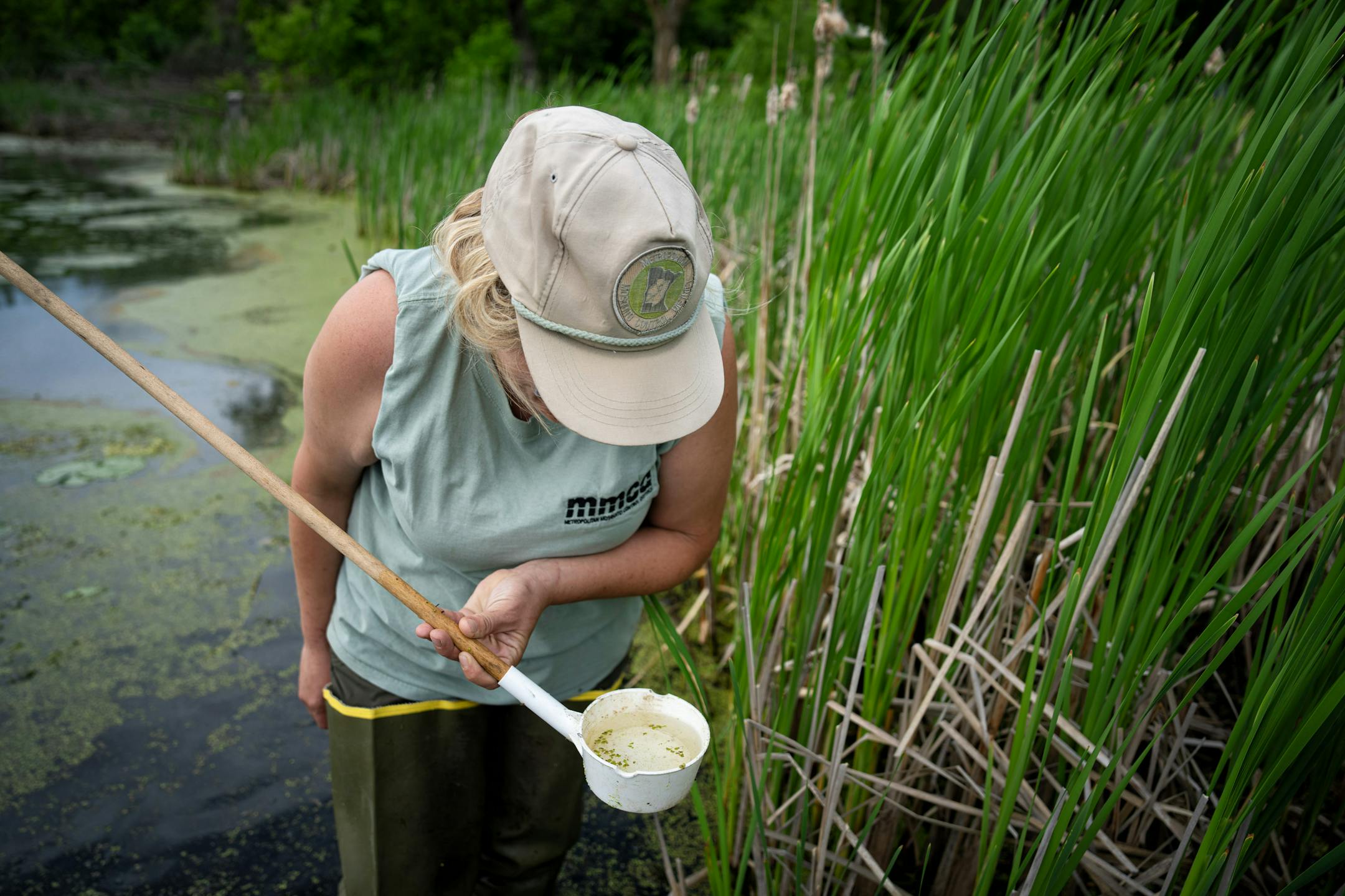 Field technician Gabriella Chacon looked for mosquito larva in Pomerleau Lake.