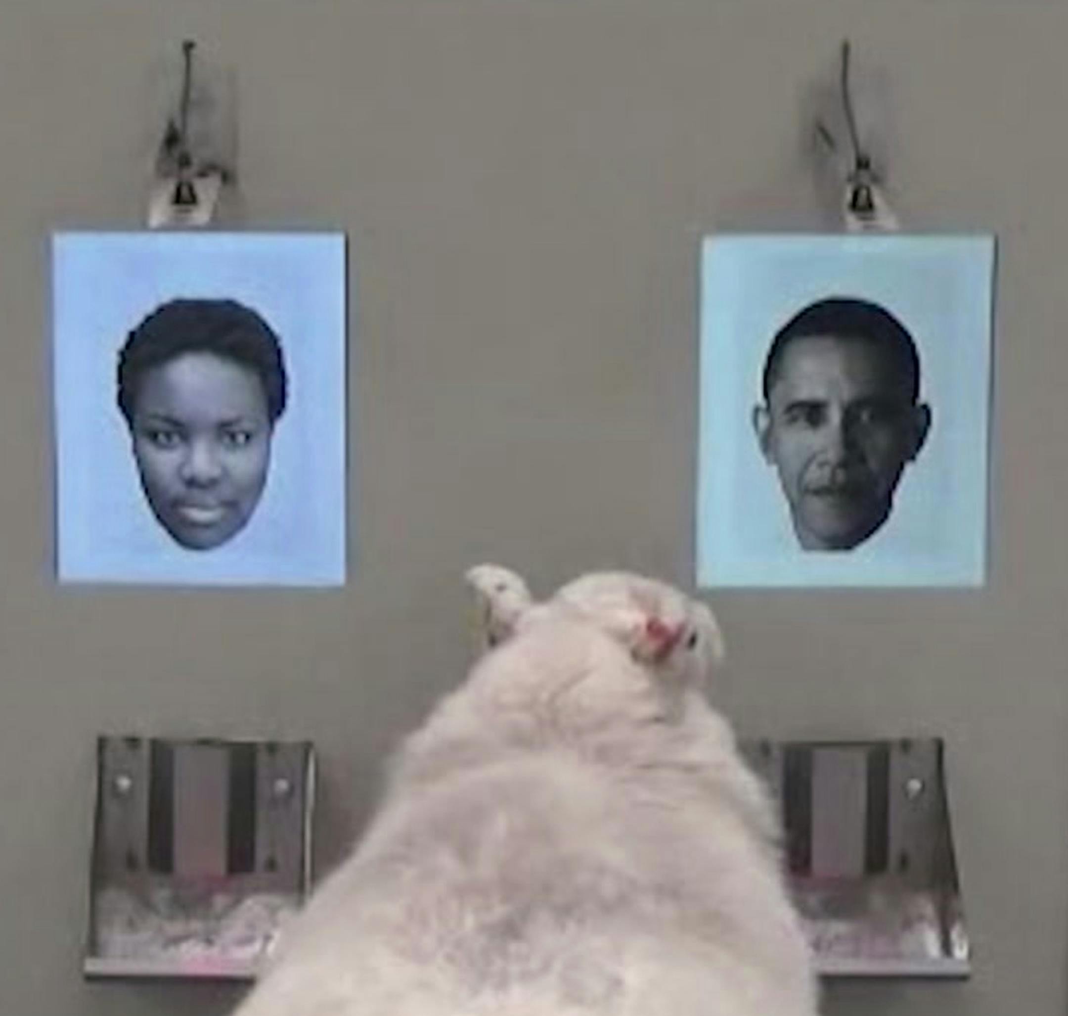 In this image taken from video, a sheep indicates recognition of former US president Barack Obama, right, displayed on a computer screen during research carried out by scientists at Cambridge University with their results published Wednesday Nov. 8, 2017, in Royal Society: Open Science. The new study shows that sheep have advanced face-recognition abilities comparable to those of humans and monkeys, according to Professor Jenny Morton, and the university hope their research assists research into