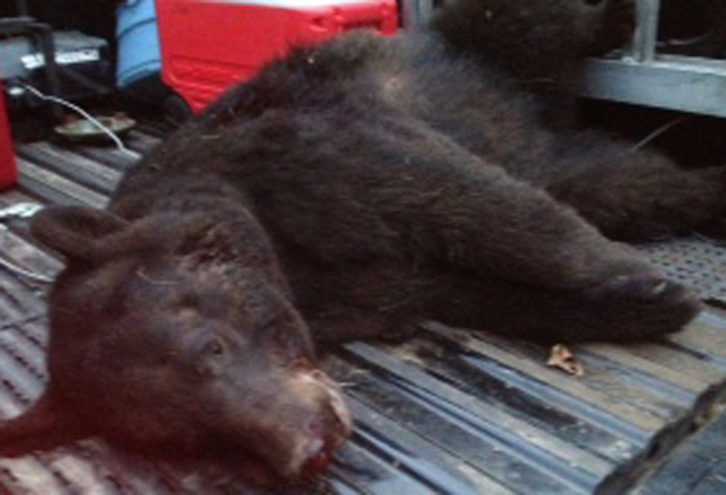 This sow black bear was killed Monday night by a DNR conservation officer after it attacked a 72-year-old woman near McGregor, Minn. DNR photo