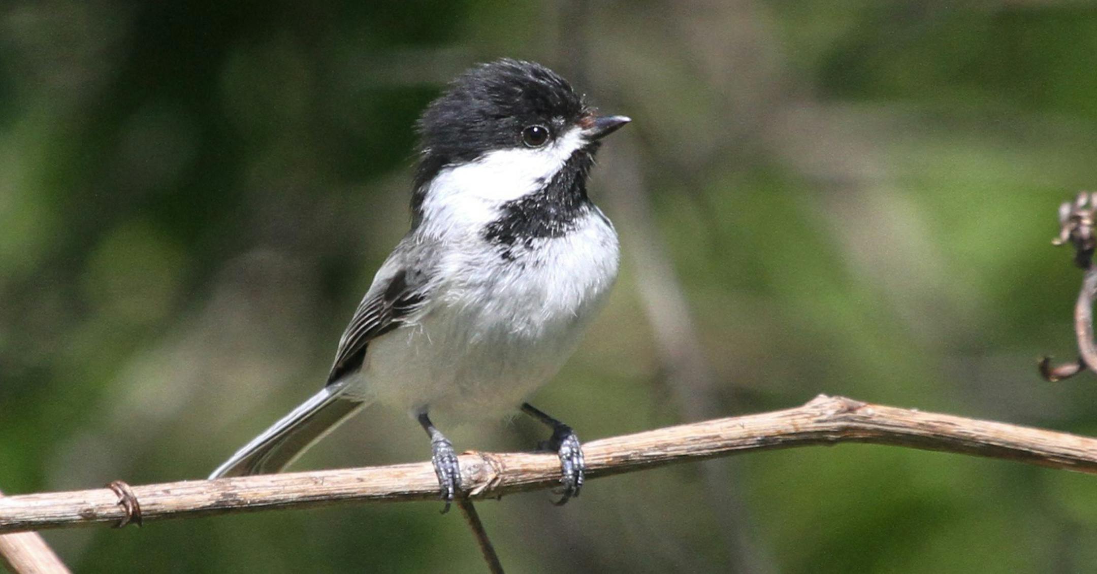 Bright and alert, a very young chickadee scans his world for dangers.
Don Severson credit
