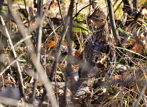 Good news for ruffed grouse hunters is the statewide drumming counts conducted this spring were up 57%.
